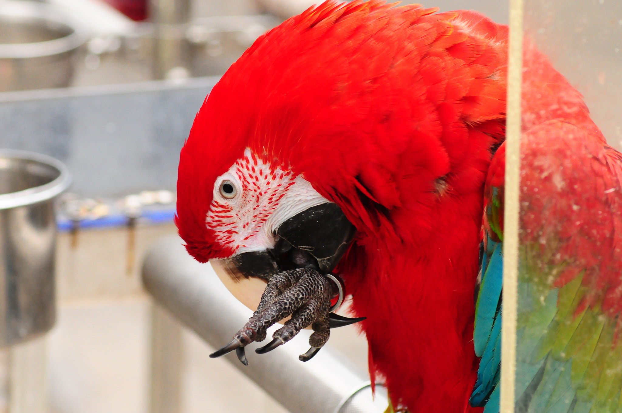 Nikon D300 + AF Zoom-Nikkor 75-300mm f/4.5-5.6 sample photo. Greed wing macaw photography