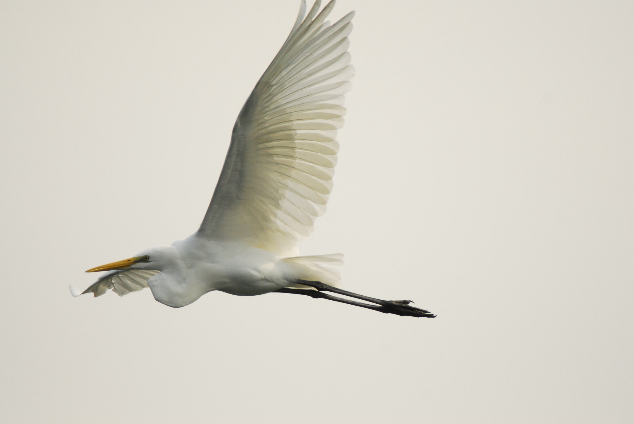 Sigma APO 170-500mm F5-6.3 Aspherical RF sample photo. Great egret photography