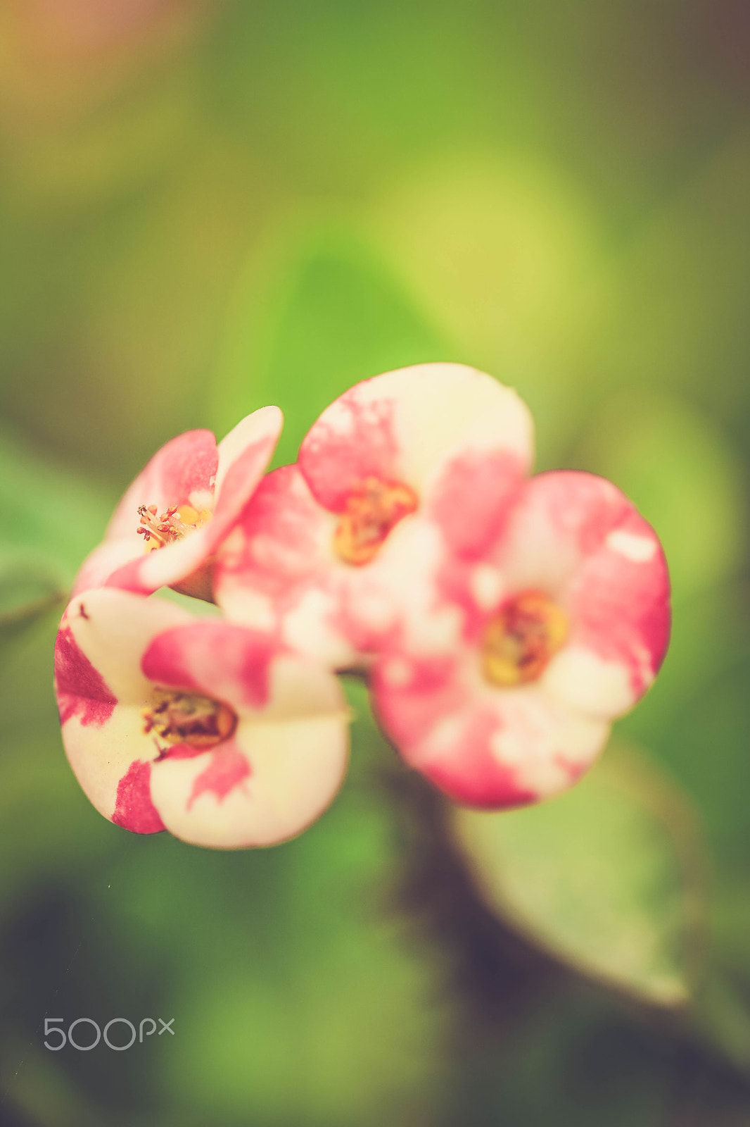Sigma 105mm F2.8 EX DG OS HSM sample photo. Little flower photography
