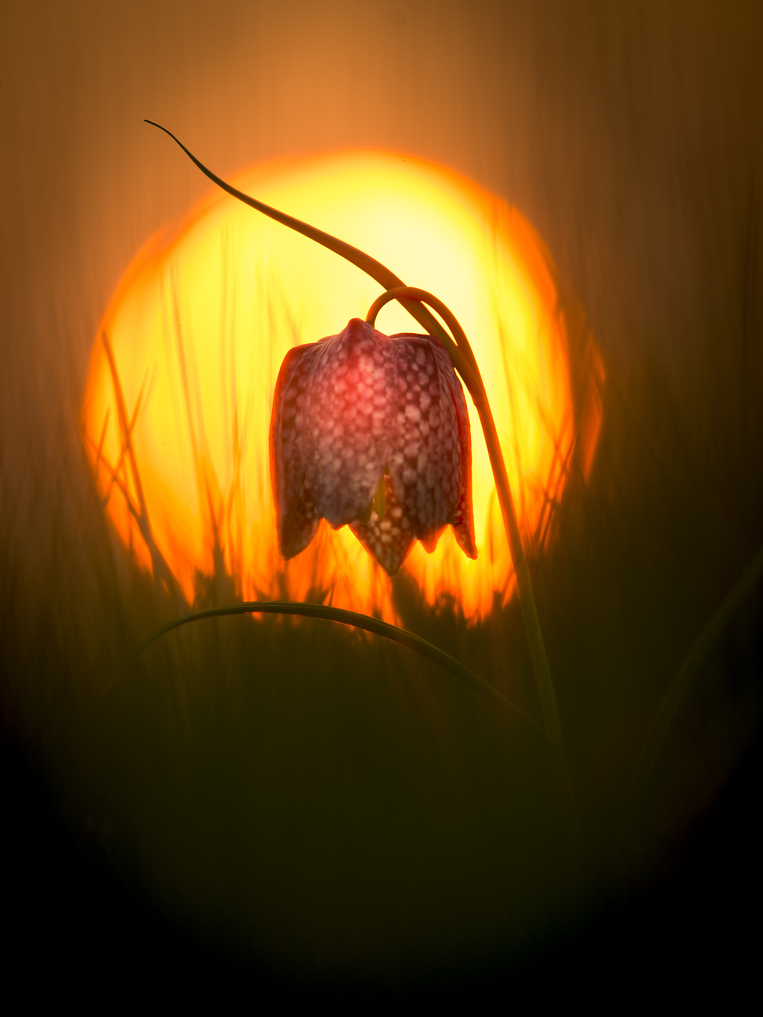 Nikon Nikkor AF-S 300mm F4E PF ED VR sample photo. Fritillaria meleagris photography