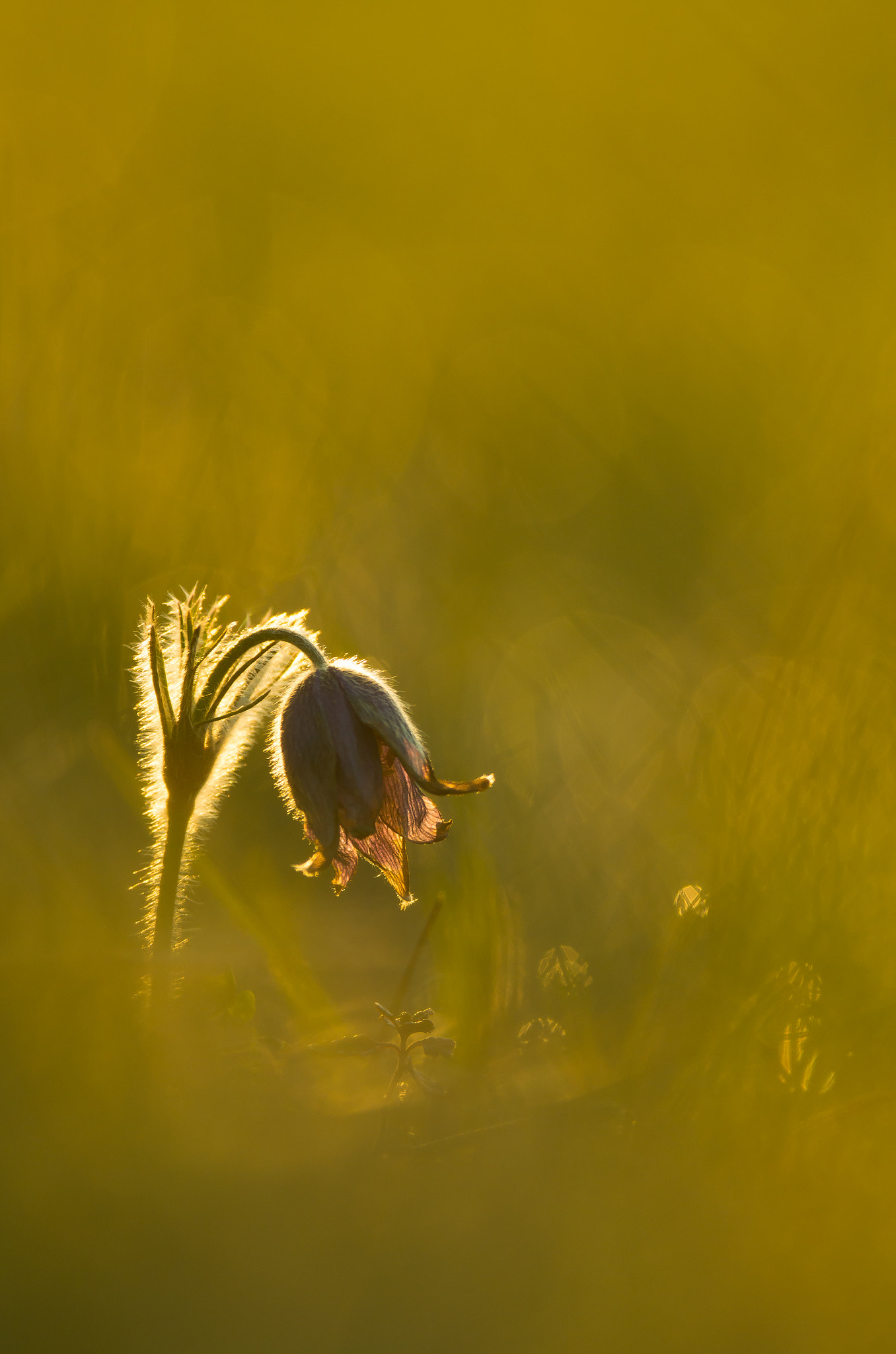 Pentax smc DA* 300mm F4.0 ED (IF) SDM sample photo. Anémone pulsatille photography