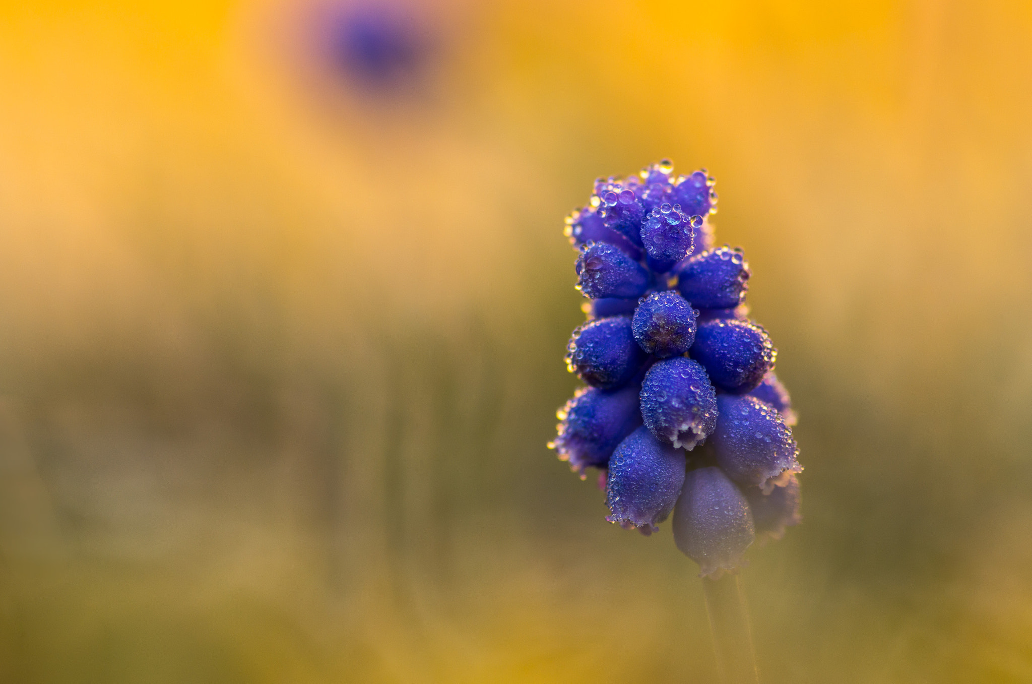 Pentax smc D-FA 100mm F2.8 macro sample photo. Muscaris photography
