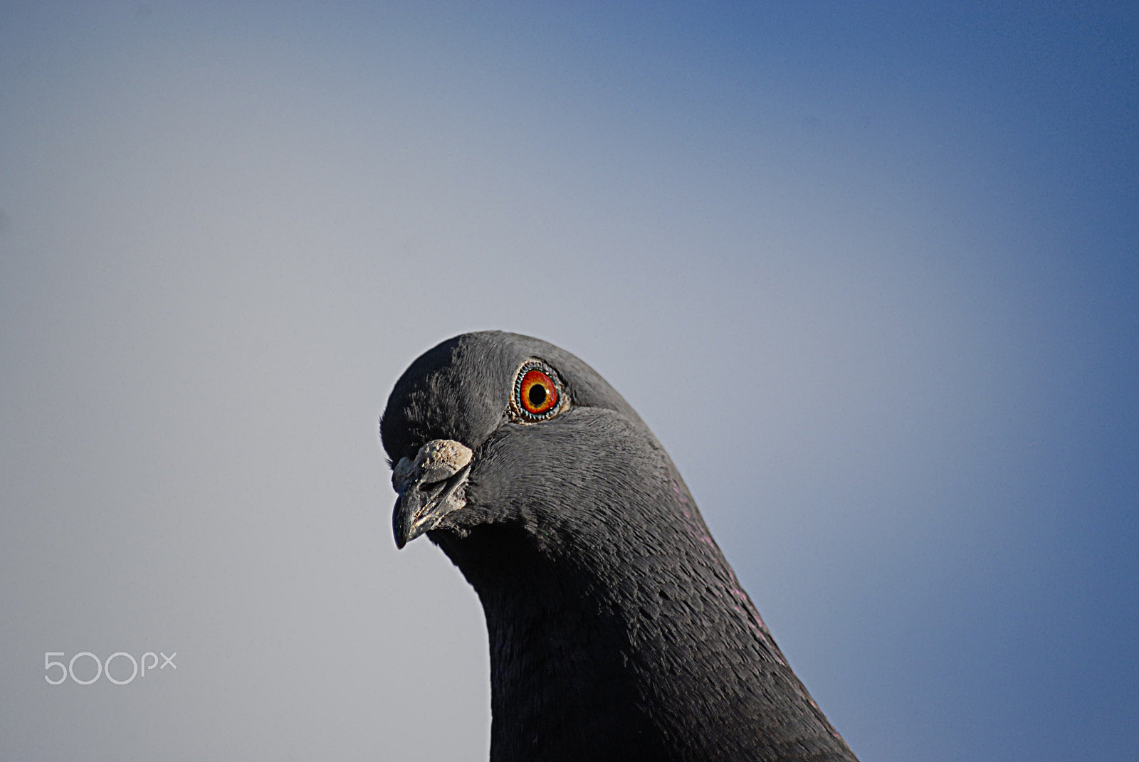 Nikon D200 sample photo. My minion photography