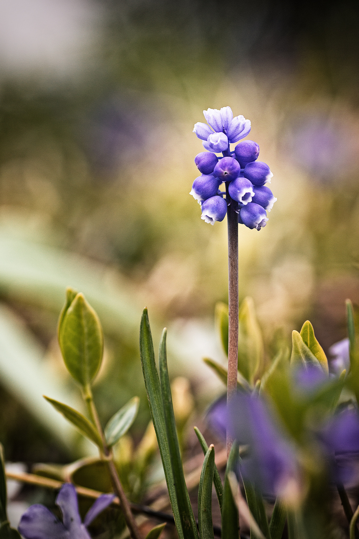 Canon EOS 60D + Tamron SP AF 90mm F2.8 Di Macro sample photo. The lonely one photography