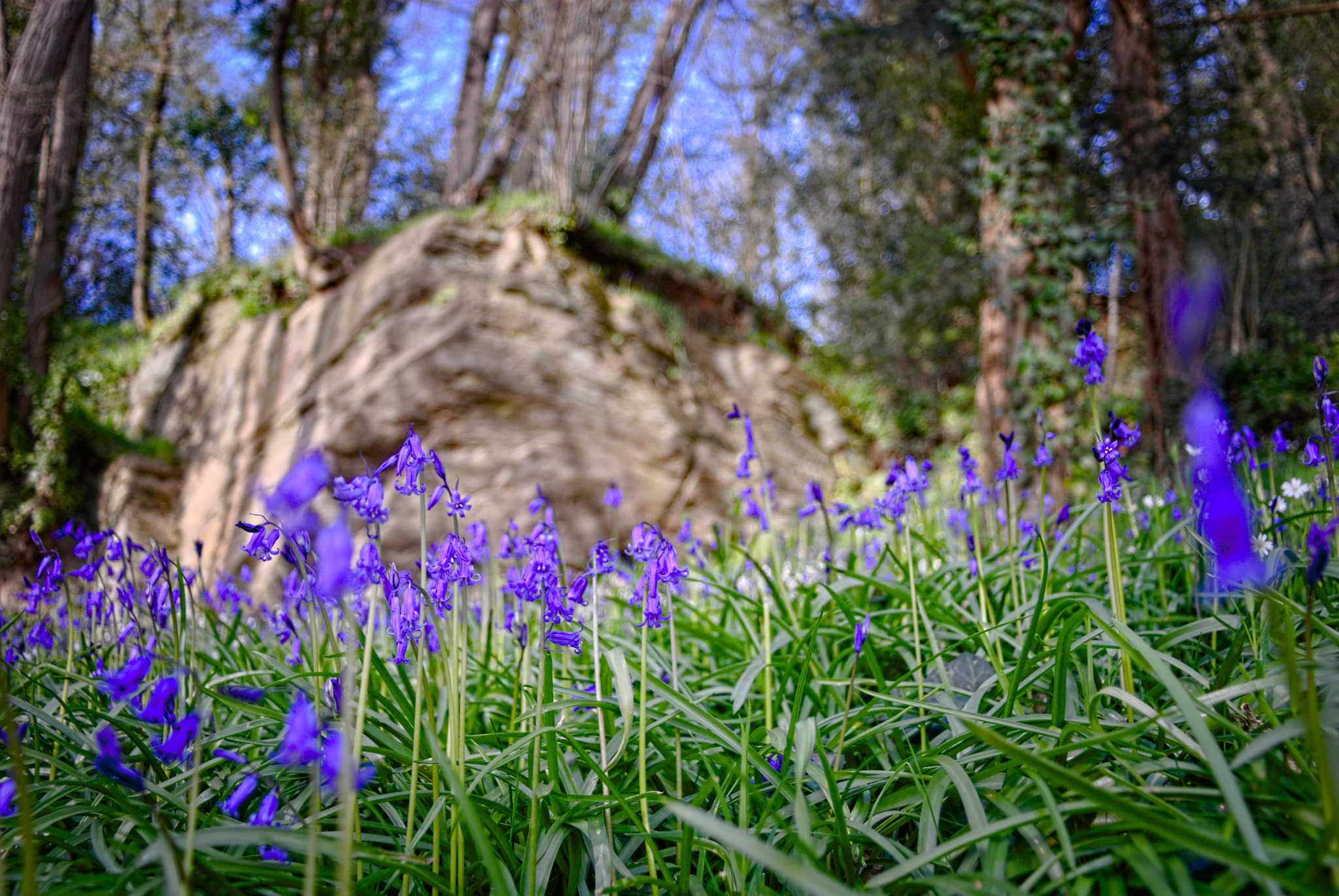 Nikon D200 + Sigma 18-50mm F3.5-5.6 DC sample photo. Le long du gesvres photography