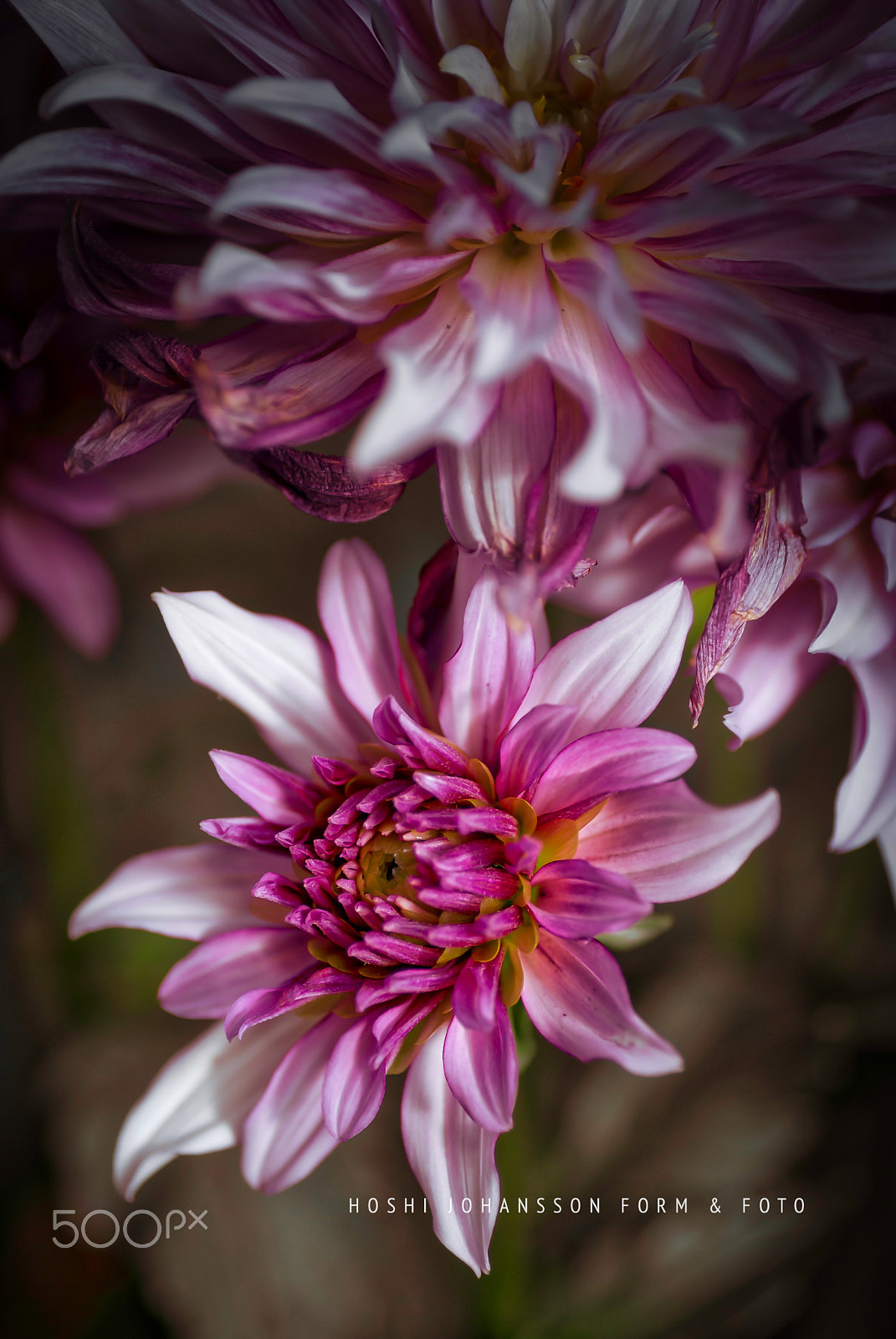 Nikon D200 sample photo. ... but i feel like a millionaire photography