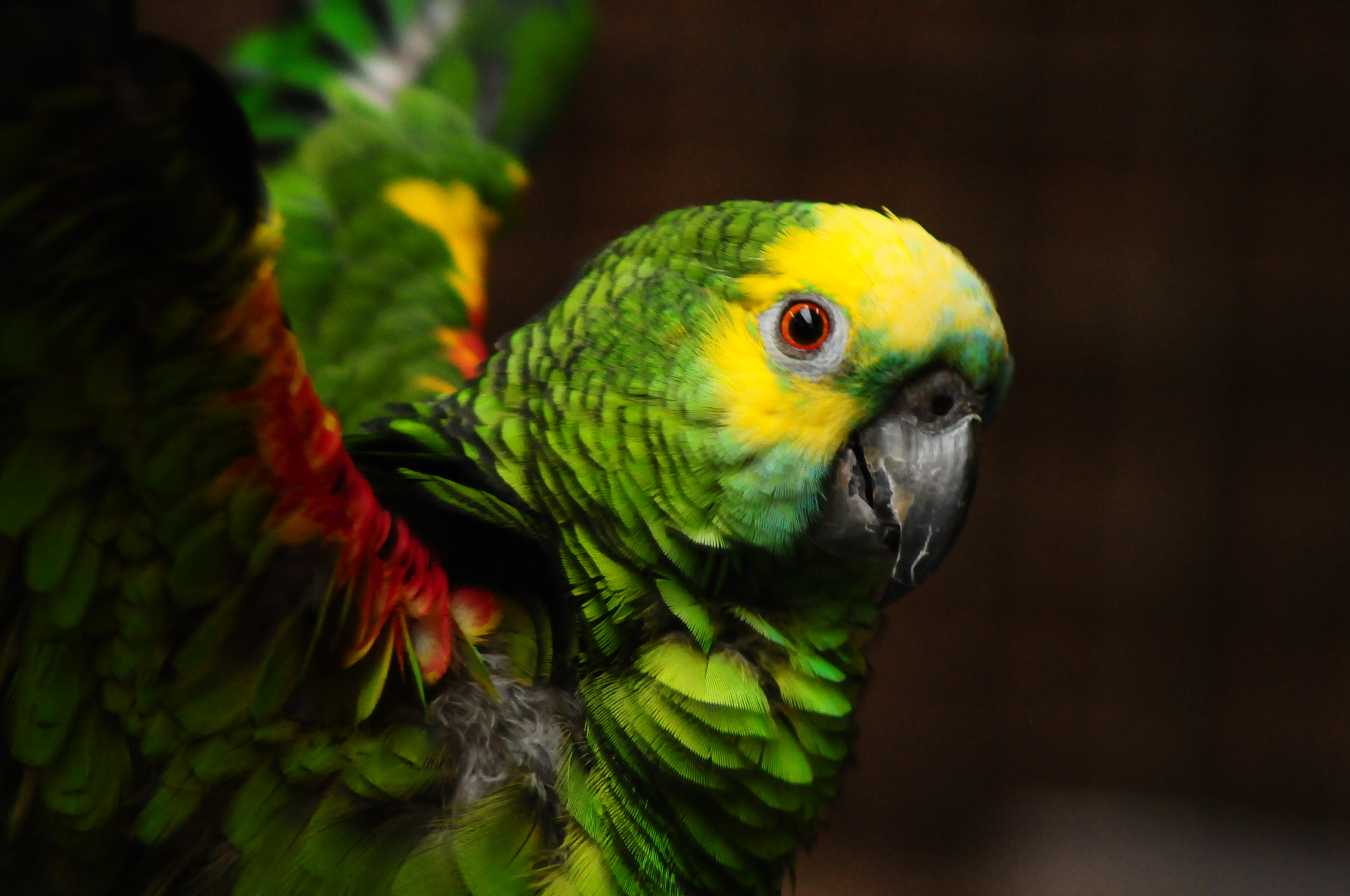 Nikon D300 + AF Zoom-Nikkor 75-300mm f/4.5-5.6 sample photo. Amazonia parrot photography