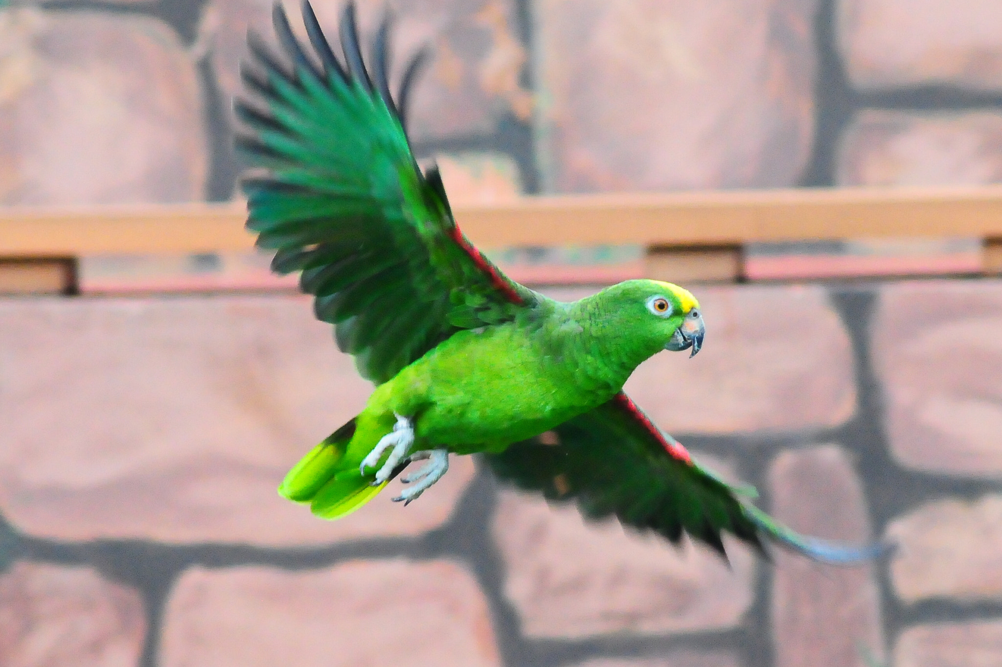 AF Zoom-Nikkor 75-300mm f/4.5-5.6 sample photo. Parrot flight photography