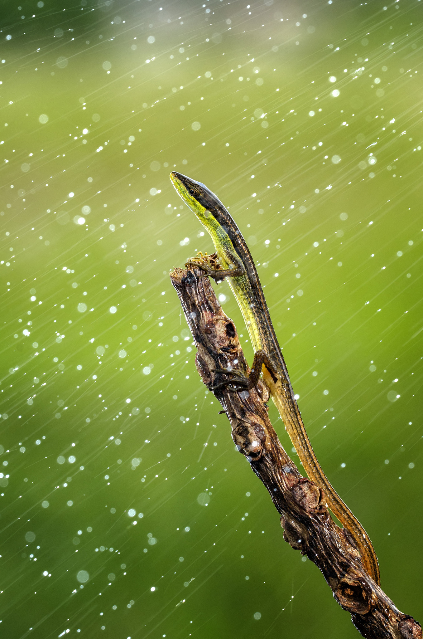 Sigma 150mm F2.8 EX DG OS Macro HSM sample photo. Defence photography