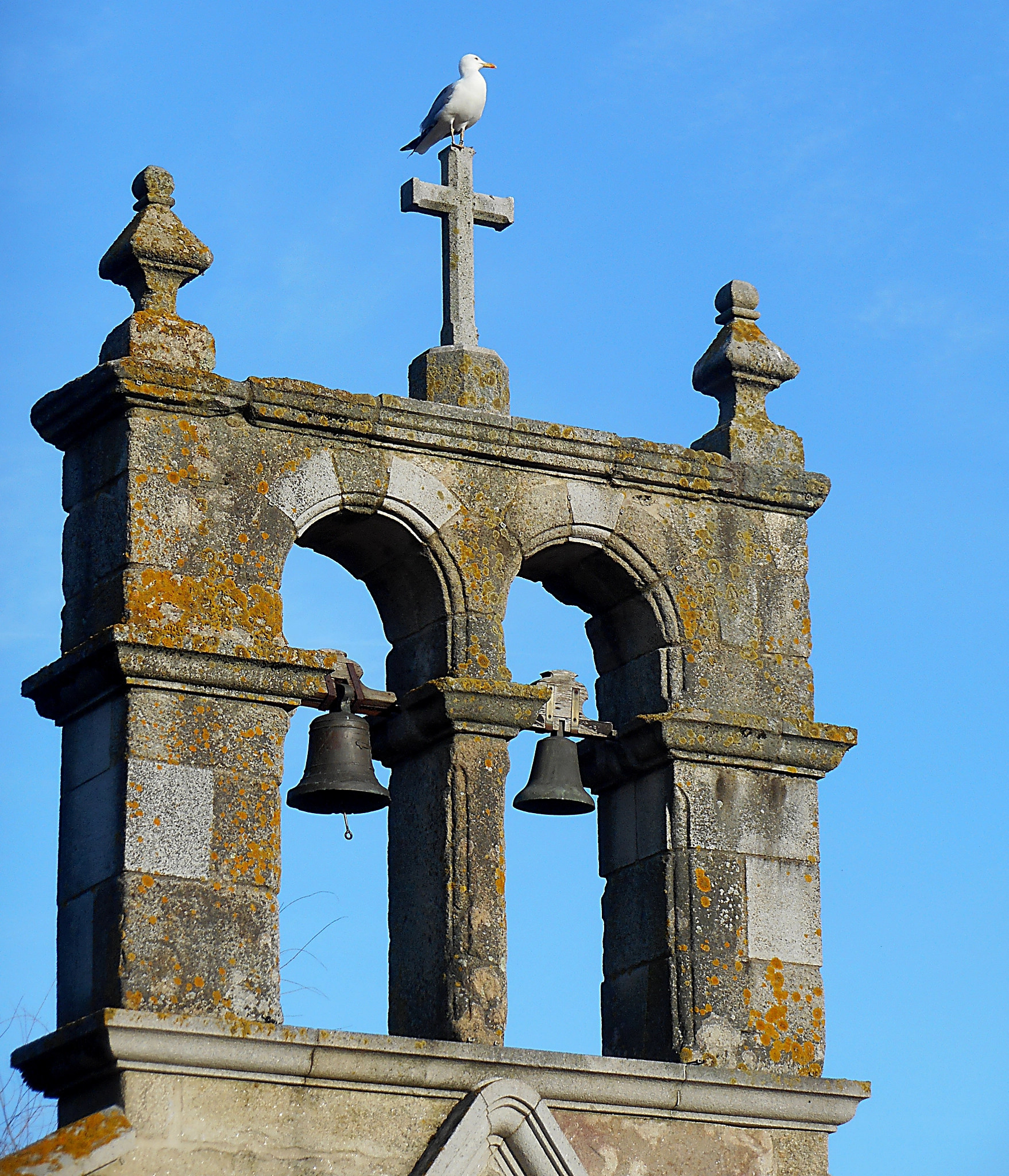 Nikon COOLPIX S6700 sample photo. Seagull & bells photography