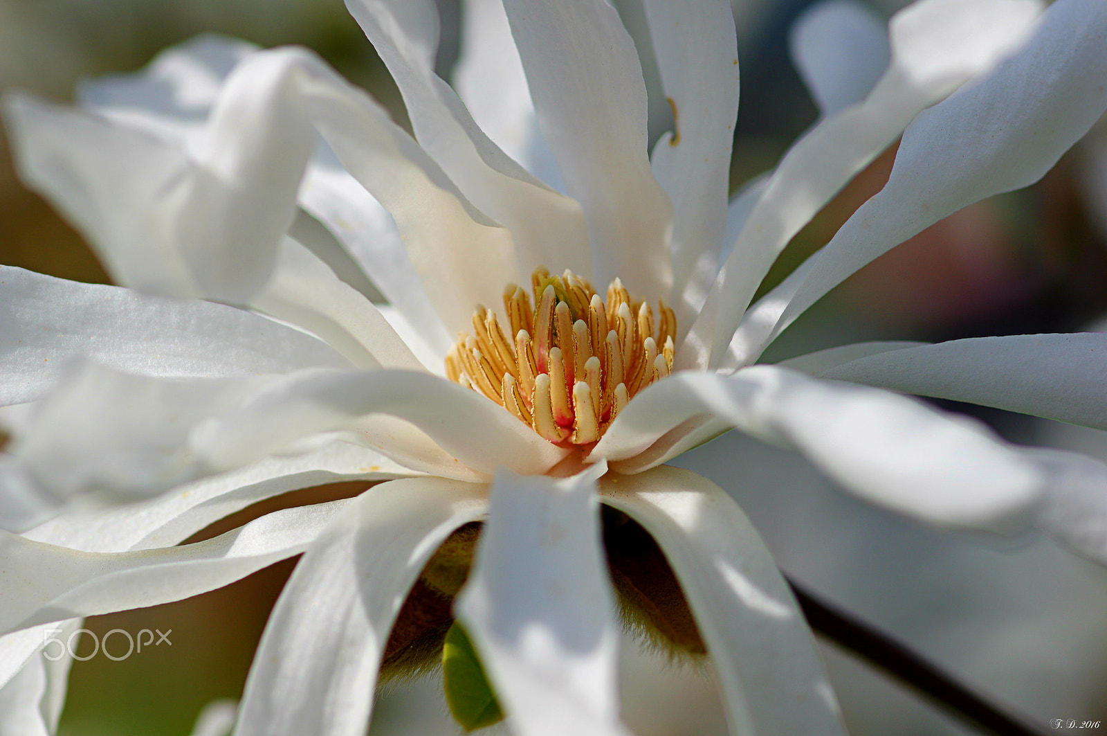 Pentax smc D-FA 100mm F2.8 macro sample photo. Sternmagnolie photography