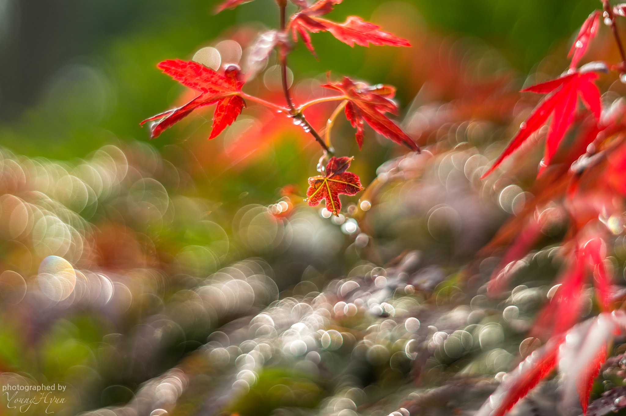 Sony SLT-A57 + Minolta AF 50mm F1.7 sample photo. Autumn red leaves bokeh photography