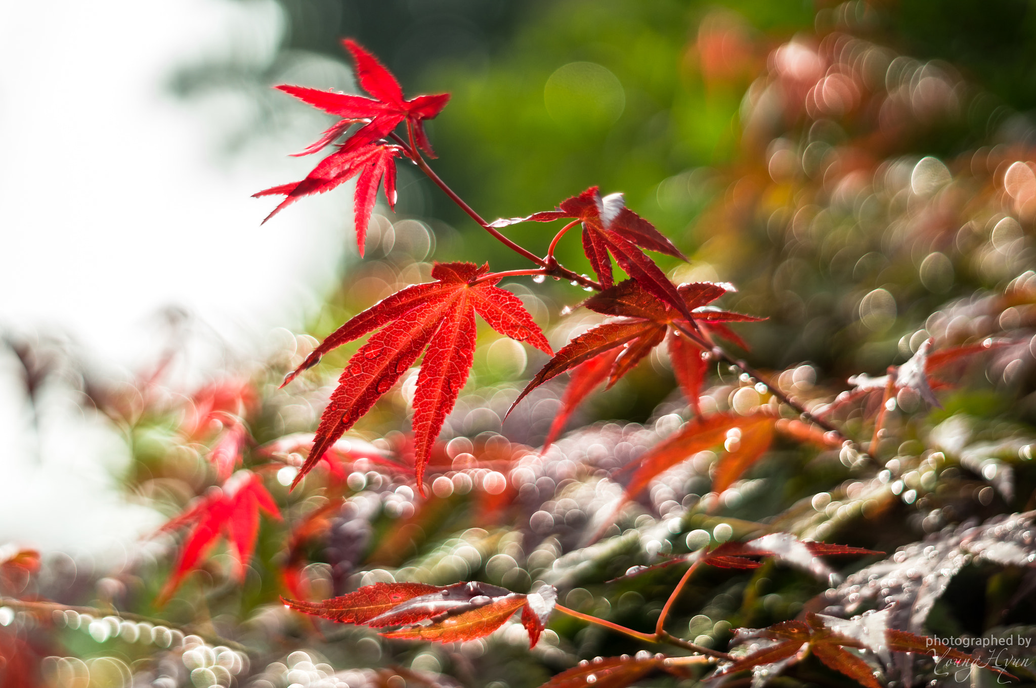 Sony SLT-A57 + Minolta AF 50mm F1.7 sample photo. Autumn bokeh photography