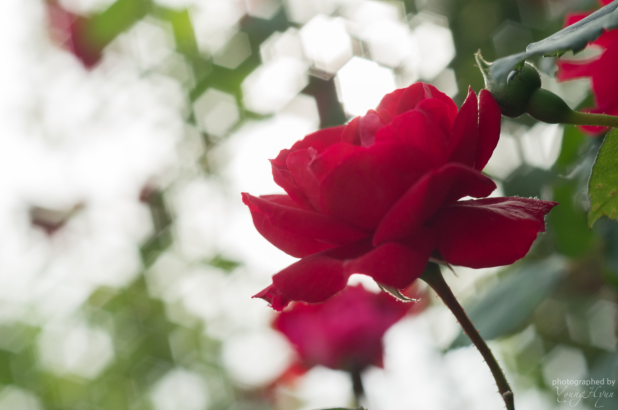 Sony SLT-A57 + Minolta AF 50mm F1.7 sample photo. Rose and bokeh photography