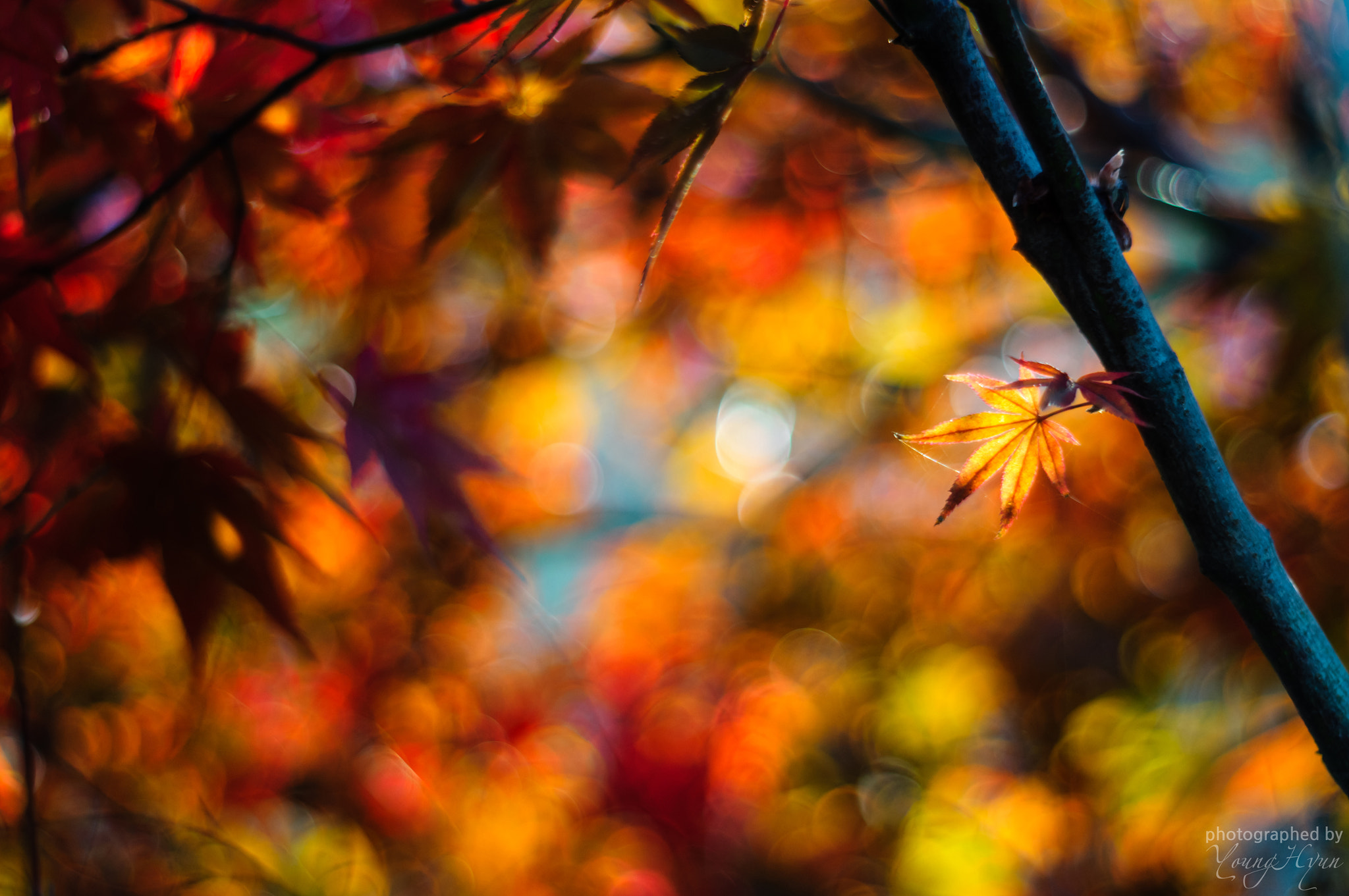 Sony SLT-A57 + Minolta AF 50mm F1.7 sample photo. Autumn maple bokeh photography