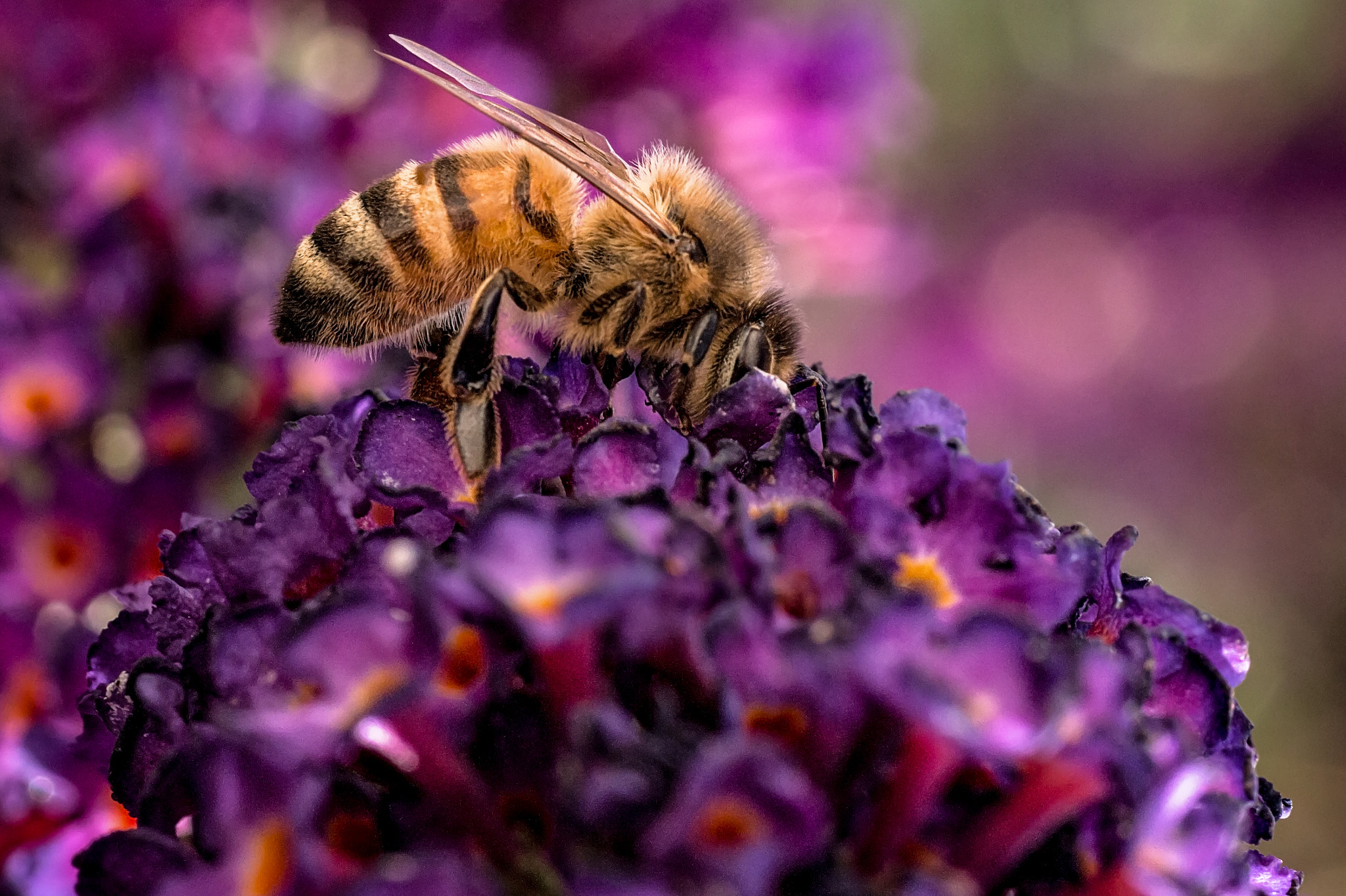 Sigma 50mm f/1.4 EX DG HSM + 1.4x sample photo. Bee & bokeh photography