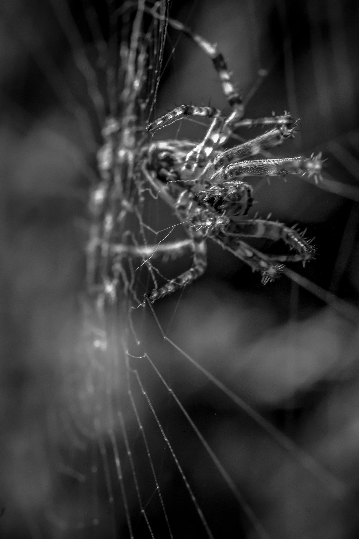 Sigma 50mm f/1.4 EX DG HSM + 1.4x sample photo. Ruuuuuuun! photography