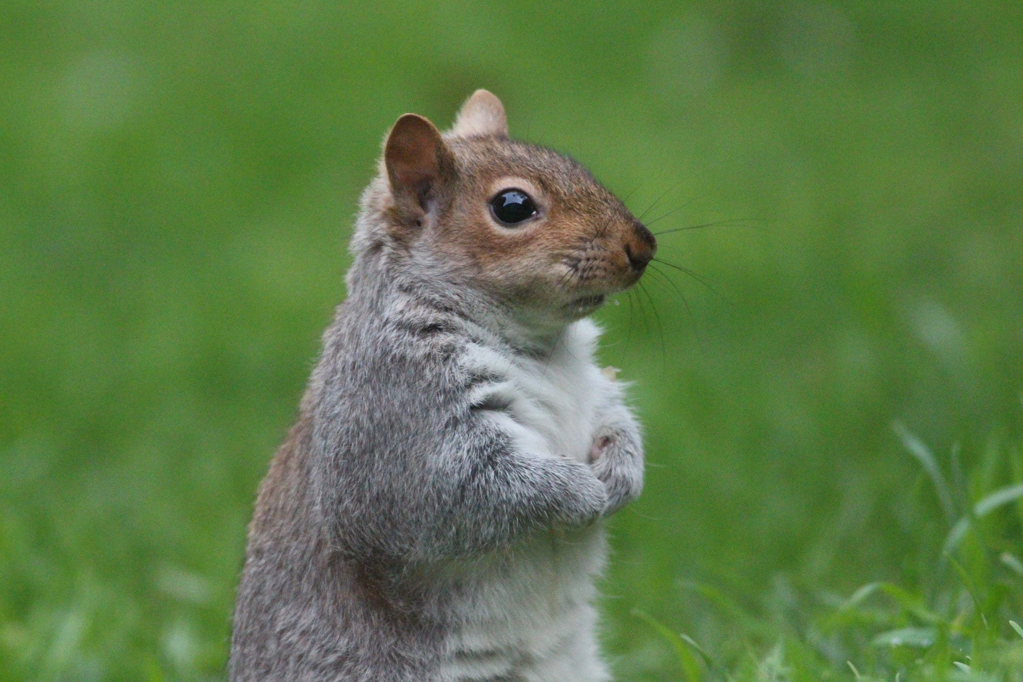 Canon EOS 700D (EOS Rebel T5i / EOS Kiss X7i) + Canon EF 400mm F5.6L USM sample photo. Mischievous squirrel photography