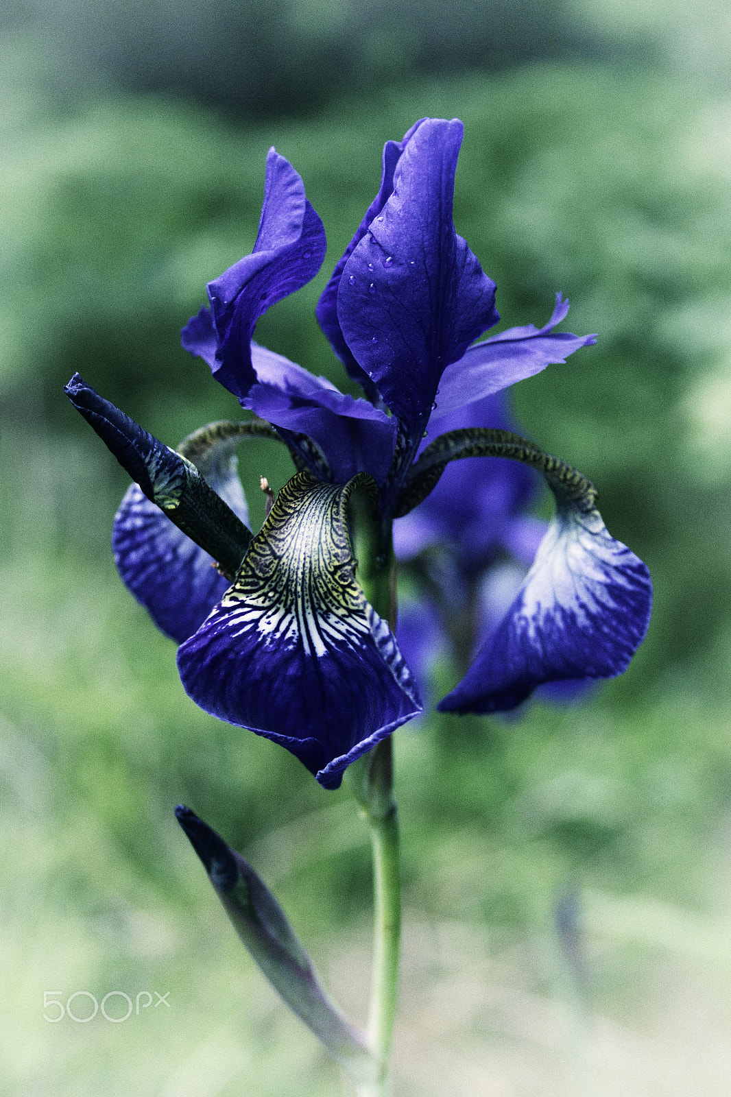 Canon EF-S 18-55mm F3.5-5.6 sample photo. Blueiris photography