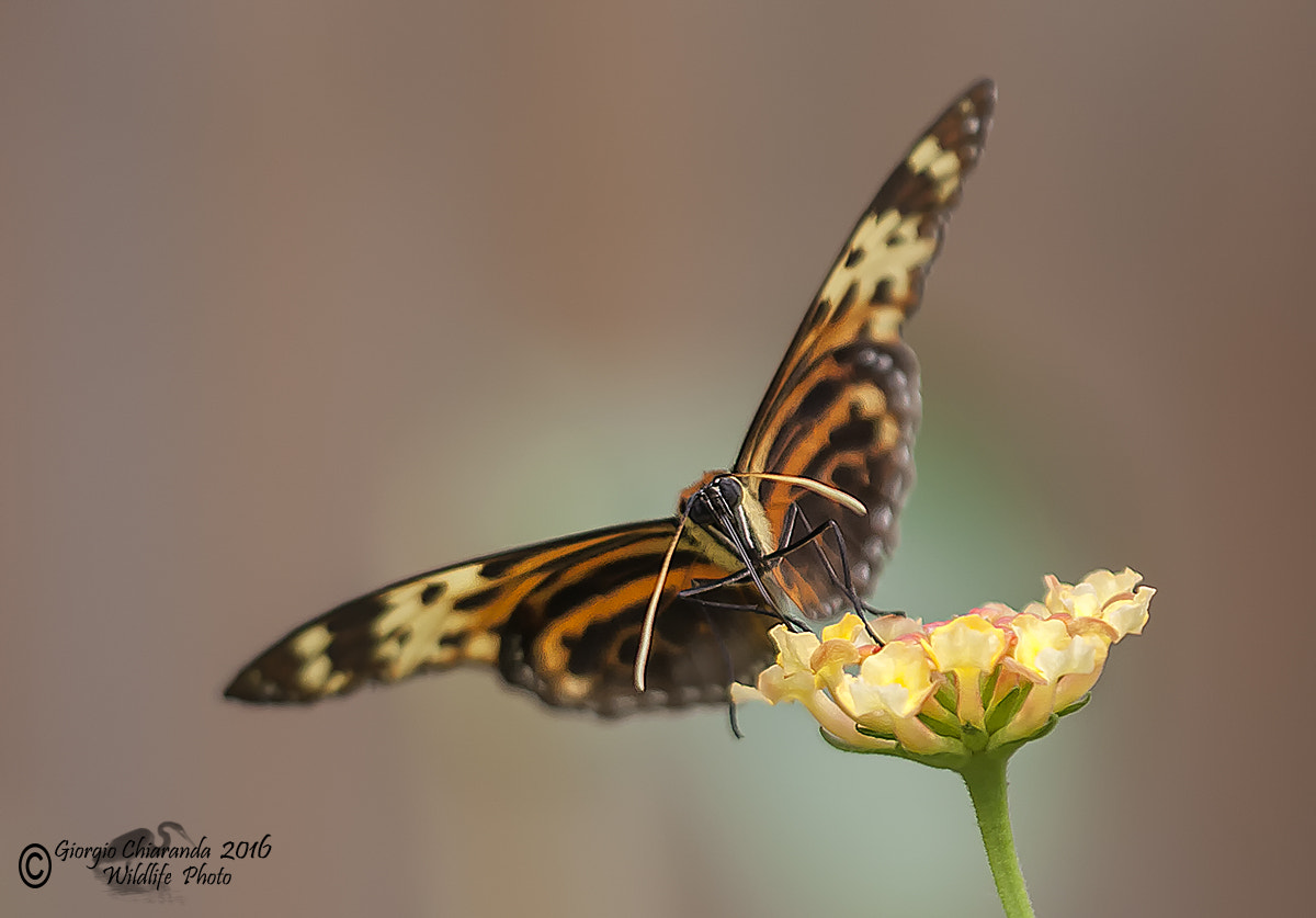 Sigma APO Macro 150mm f/2.8 EX DG HSM sample photo. Heliconius numata aurora photography