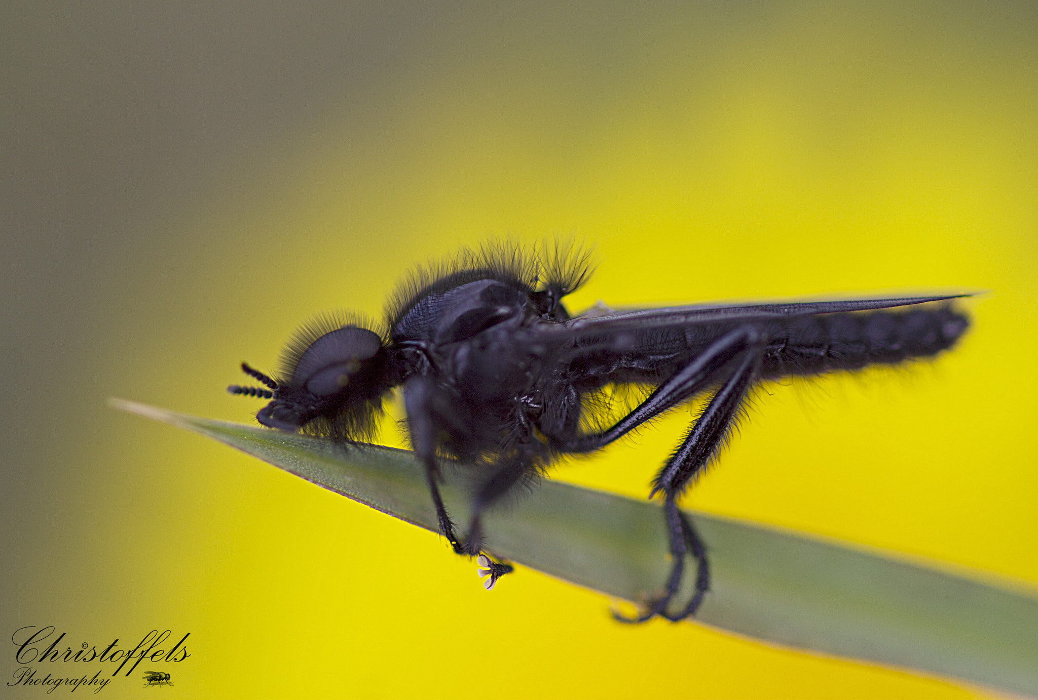 Canon EOS 60D + Sigma 70mm F2.8 EX DG Macro sample photo. Lazy fly photography