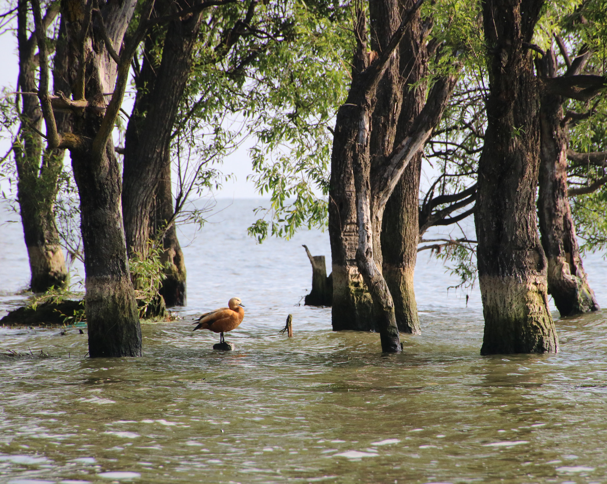Canon 18-270mm sample photo. Erhai lakeside photography