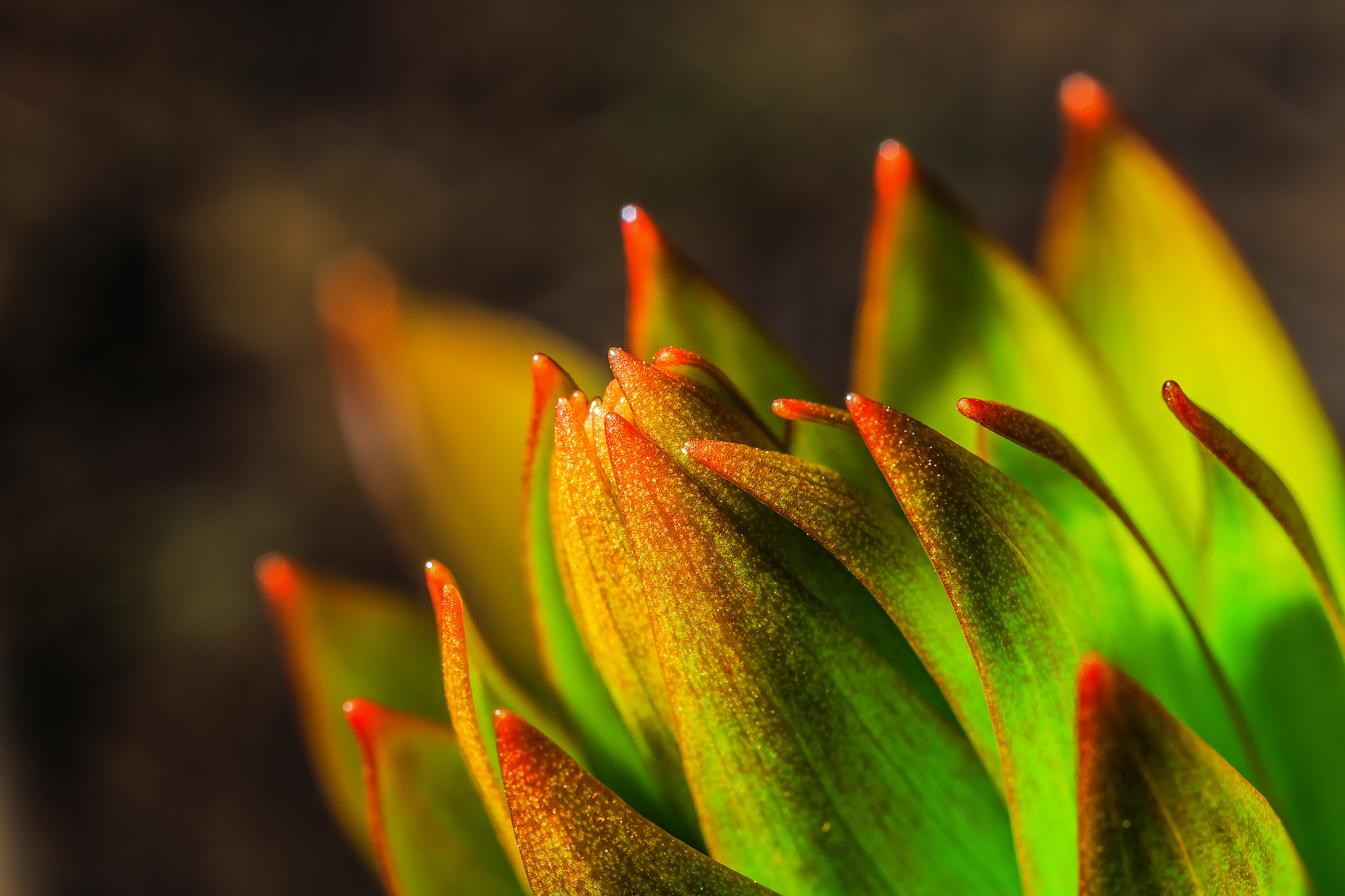 Canon MP-E 65mm F2.5 1-5x Macro Photo sample photo. Цвет навстречу свету photography