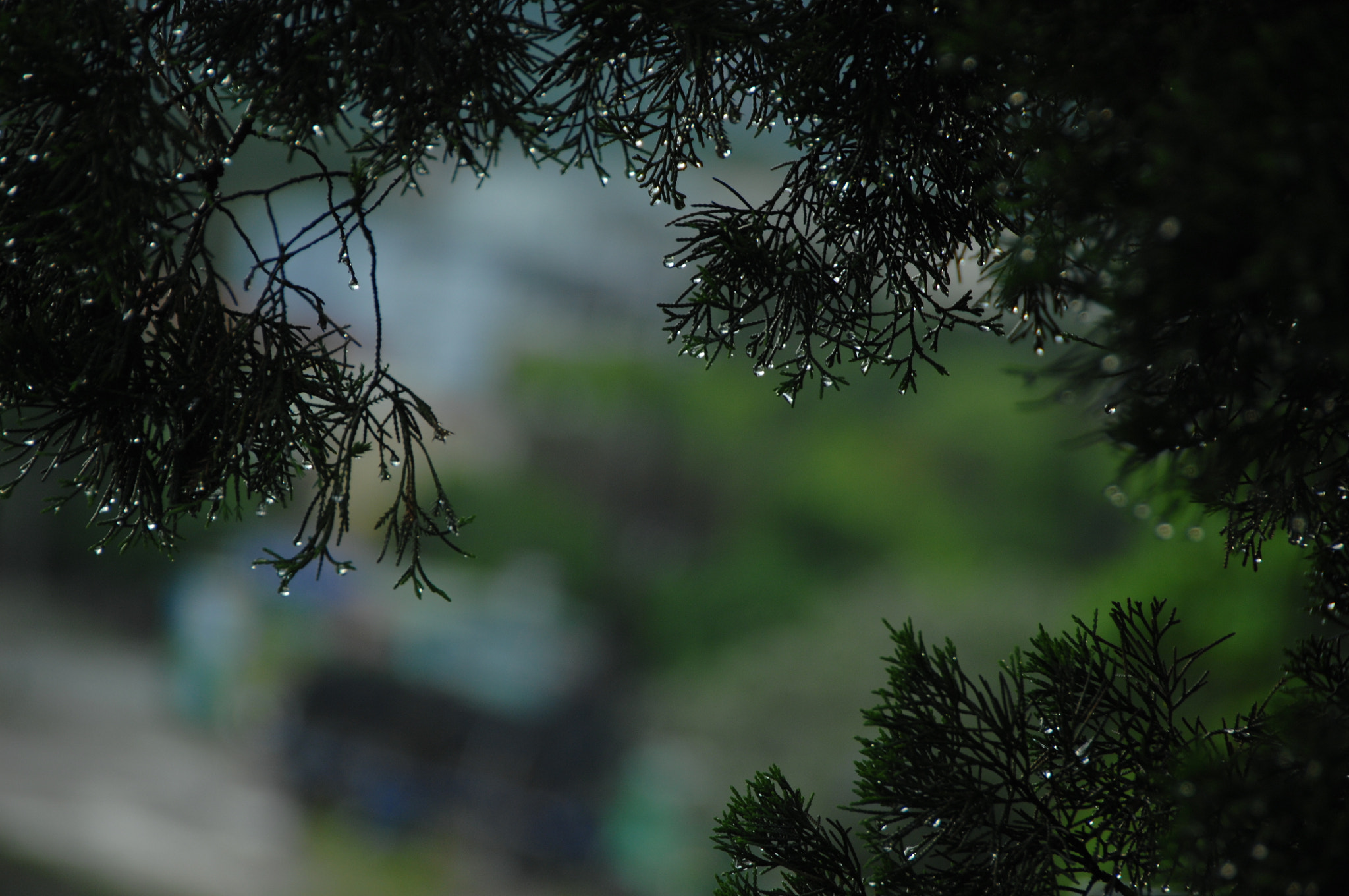 Nikon D2X sample photo. .. photography
