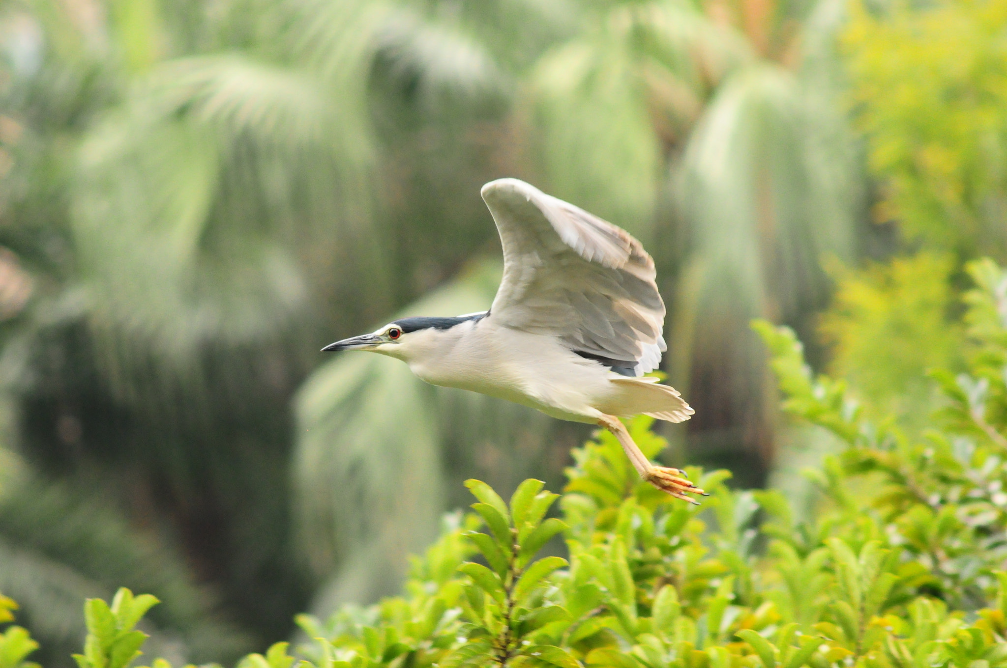 AF Zoom-Nikkor 75-300mm f/4.5-5.6 sample photo. Night heron photography