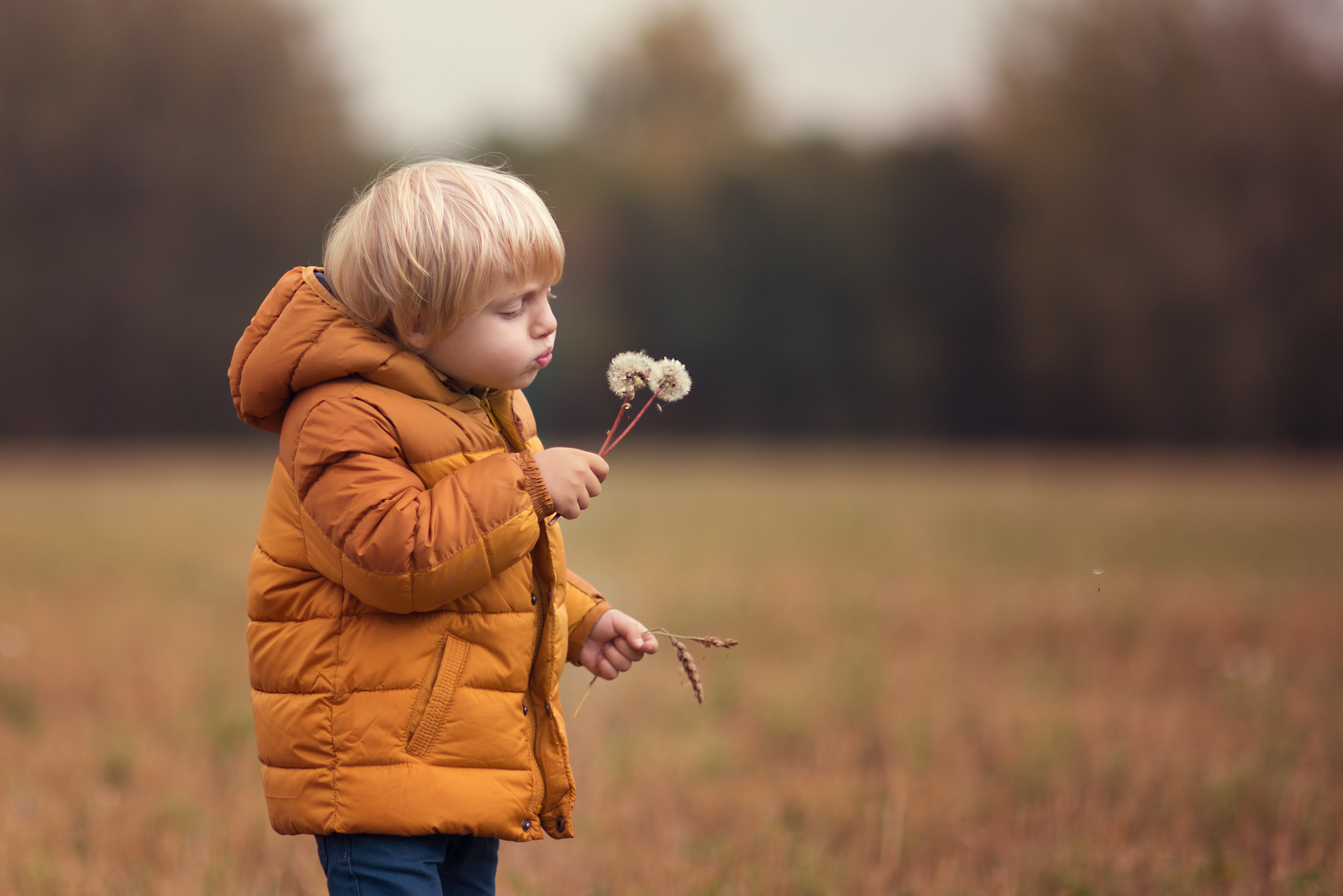 AF DC-Nikkor 135mm f/2D sample photo. The last dandelion photography