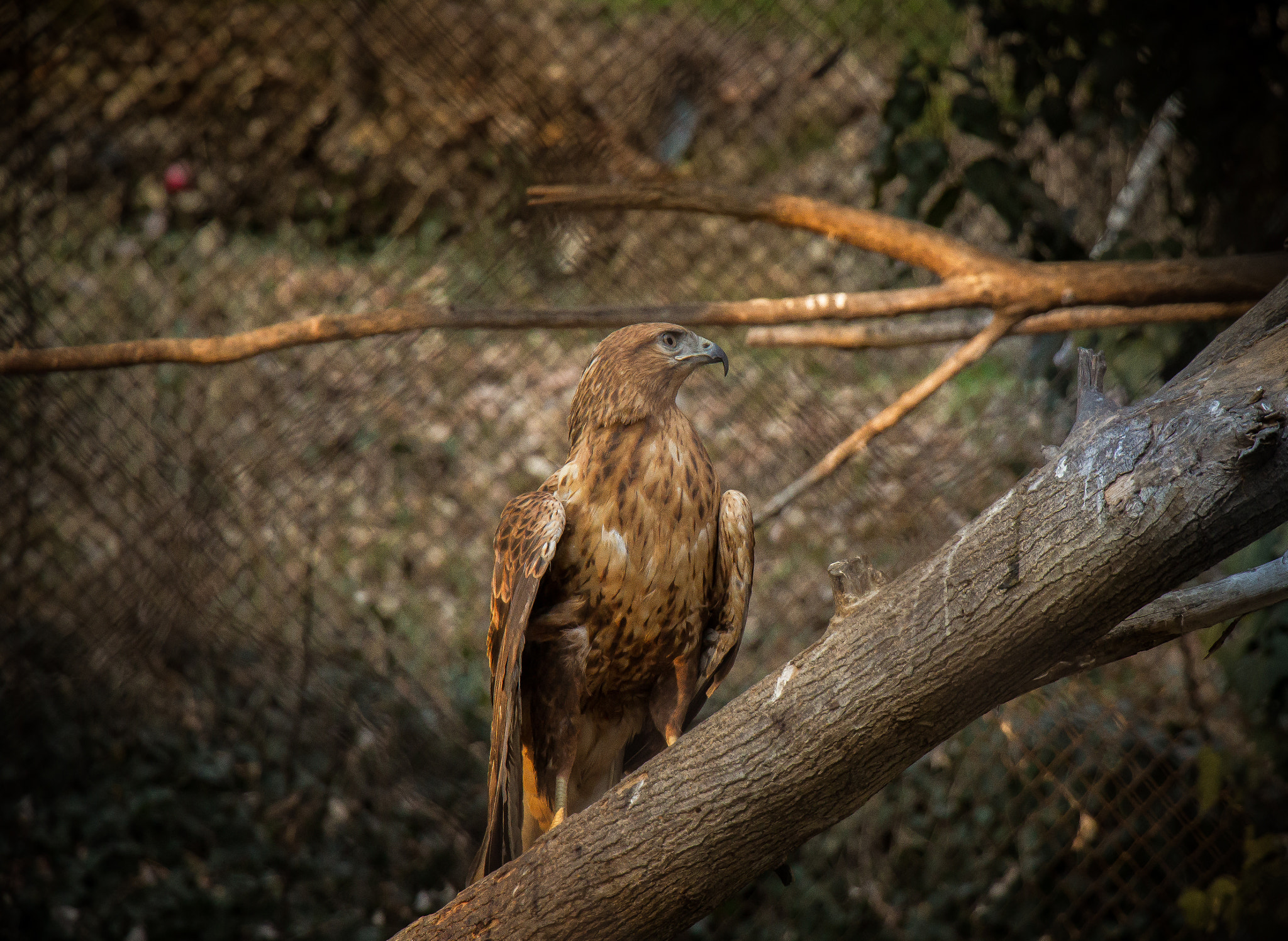 Canon EF-S 18-135mm F3.5-5.6 IS STM sample photo. Eagle photography