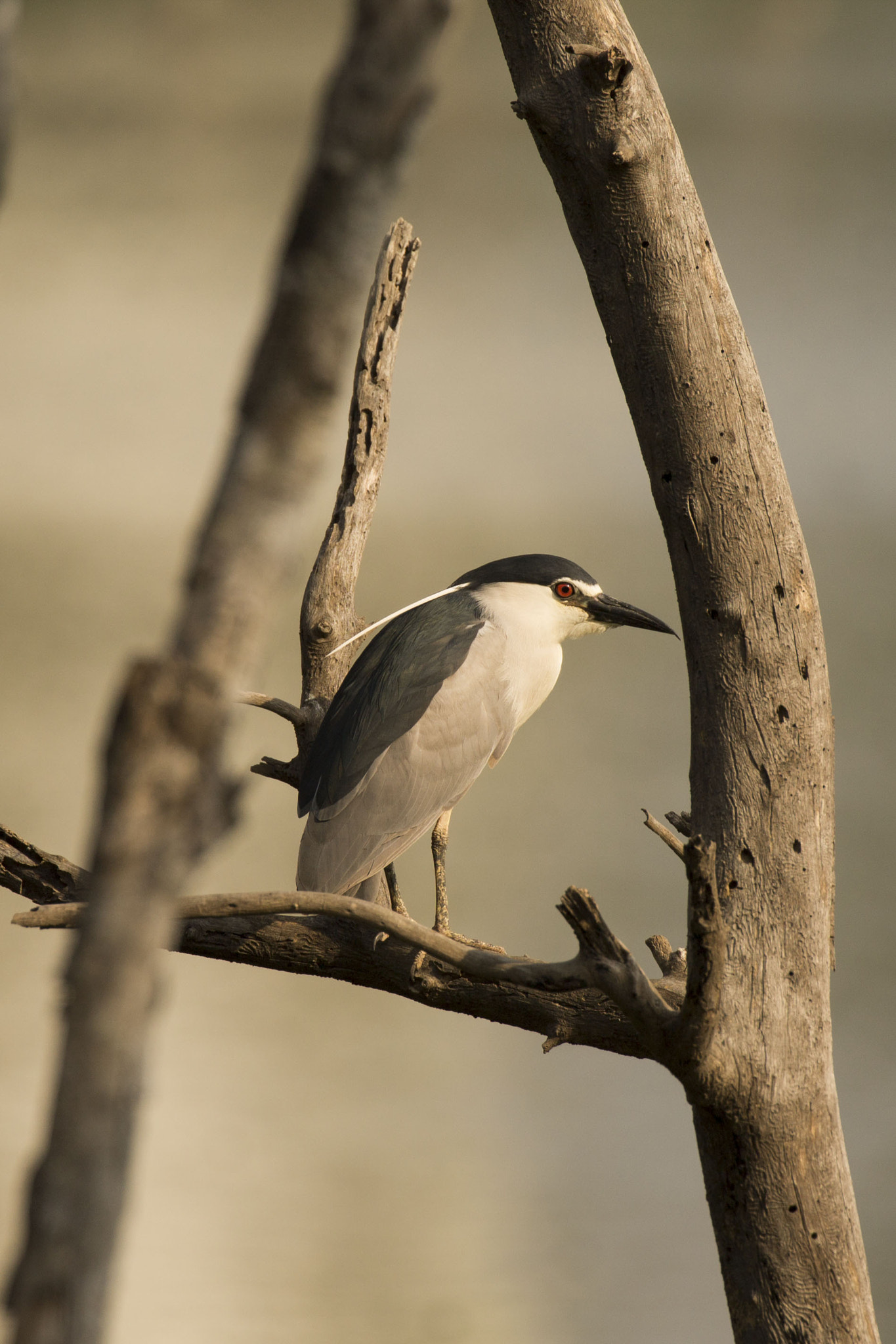 Canon EF 100-400mm F4.5-5.6L IS II USM sample photo. Frame within a frame photography