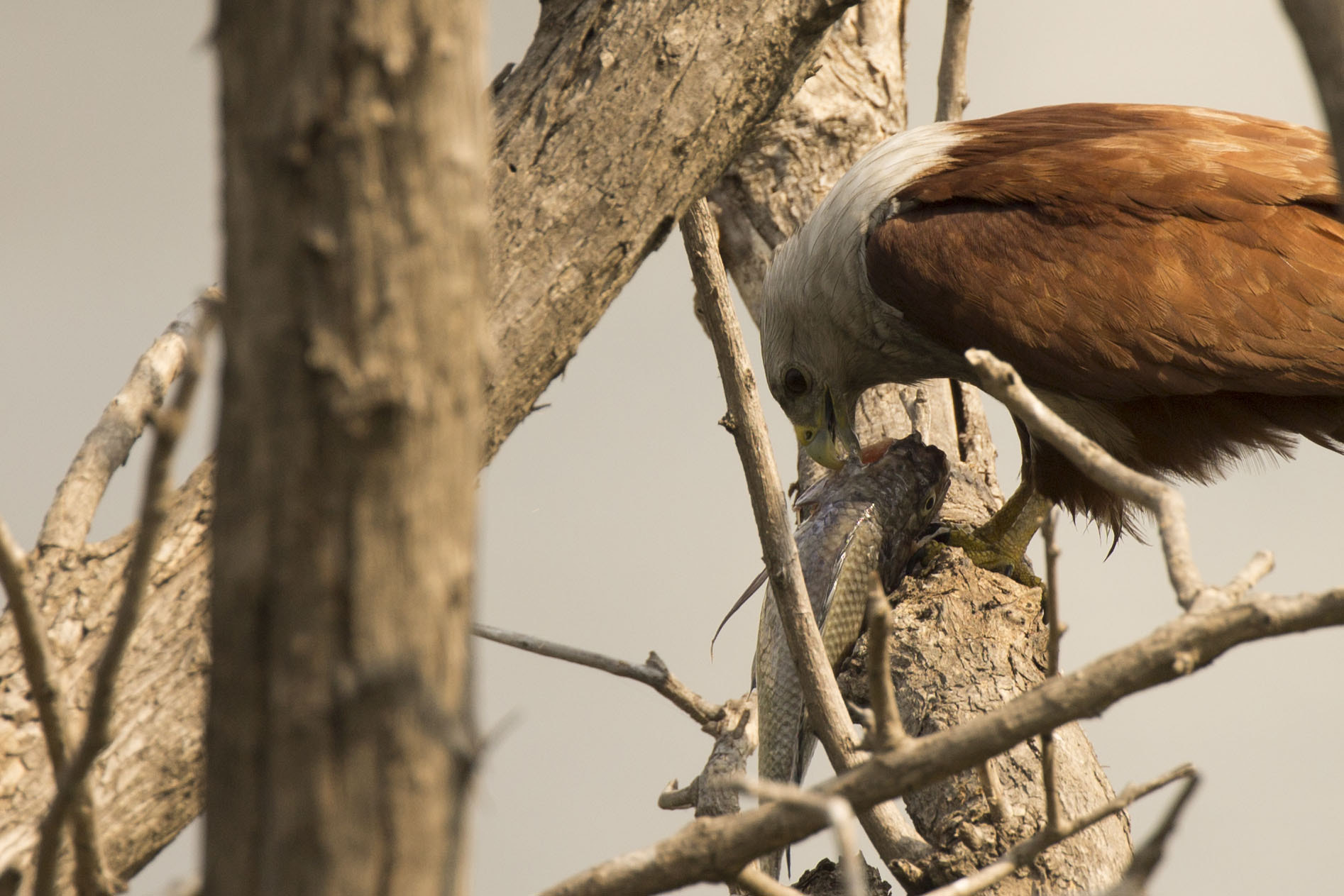 Canon EF 100-400mm F4.5-5.6L IS II USM sample photo. Foooddd photography
