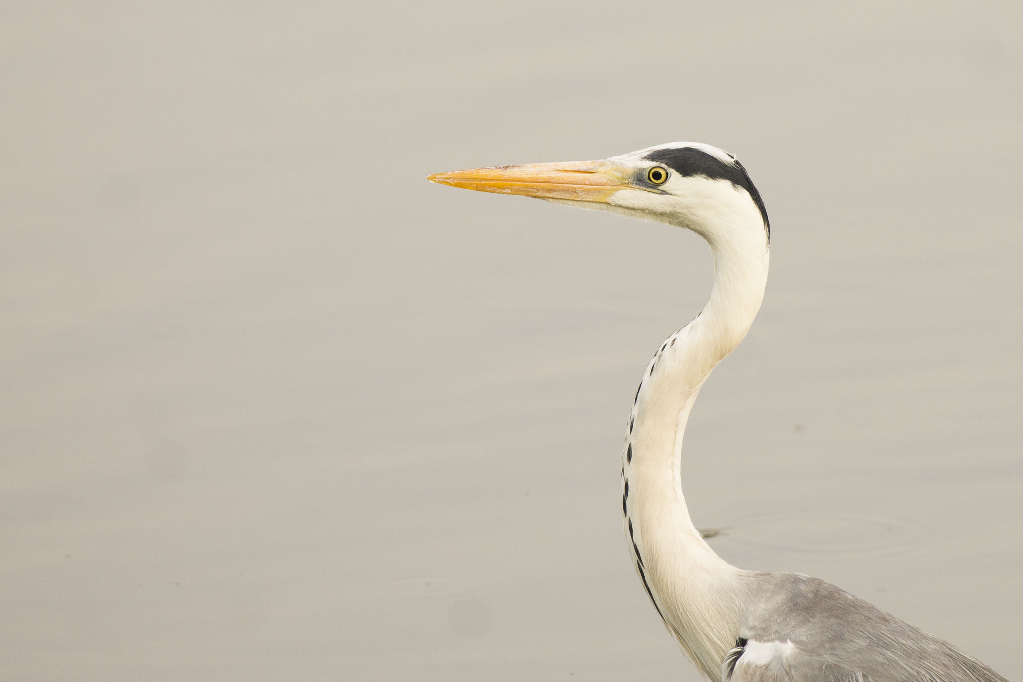 Canon EF 100-400mm F4.5-5.6L IS II USM sample photo. Potrait photography