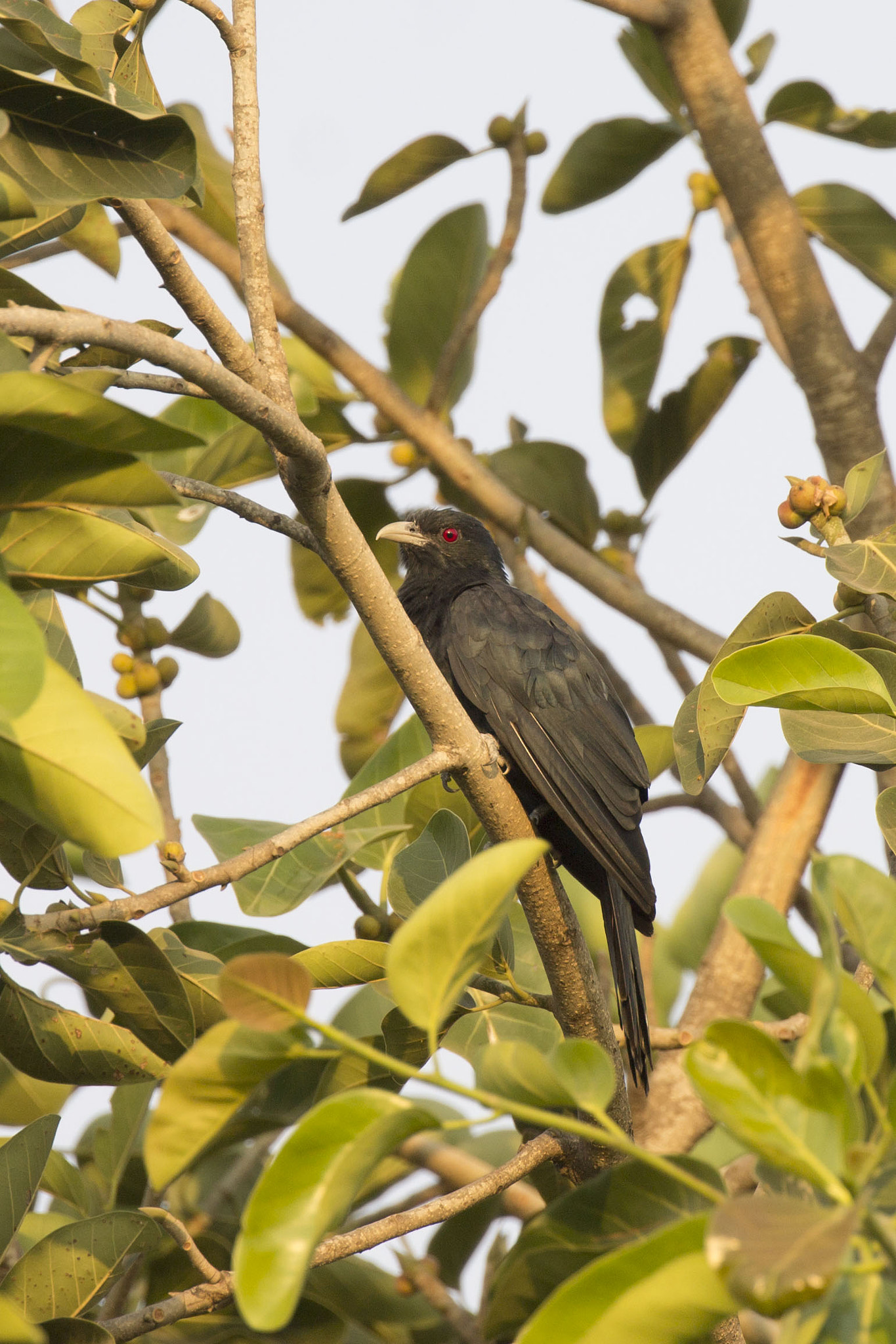Canon EF 100-400mm F4.5-5.6L IS II USM sample photo. The shy bird photography