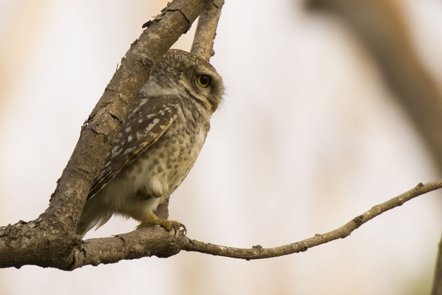 Canon EF 100-400mm F4.5-5.6L IS II USM sample photo. Perfect balance on one leg photography