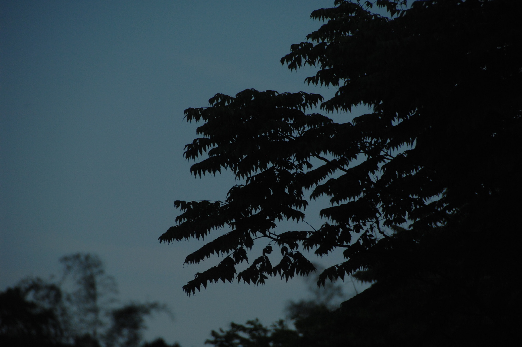Nikon D2X sample photo. .. photography