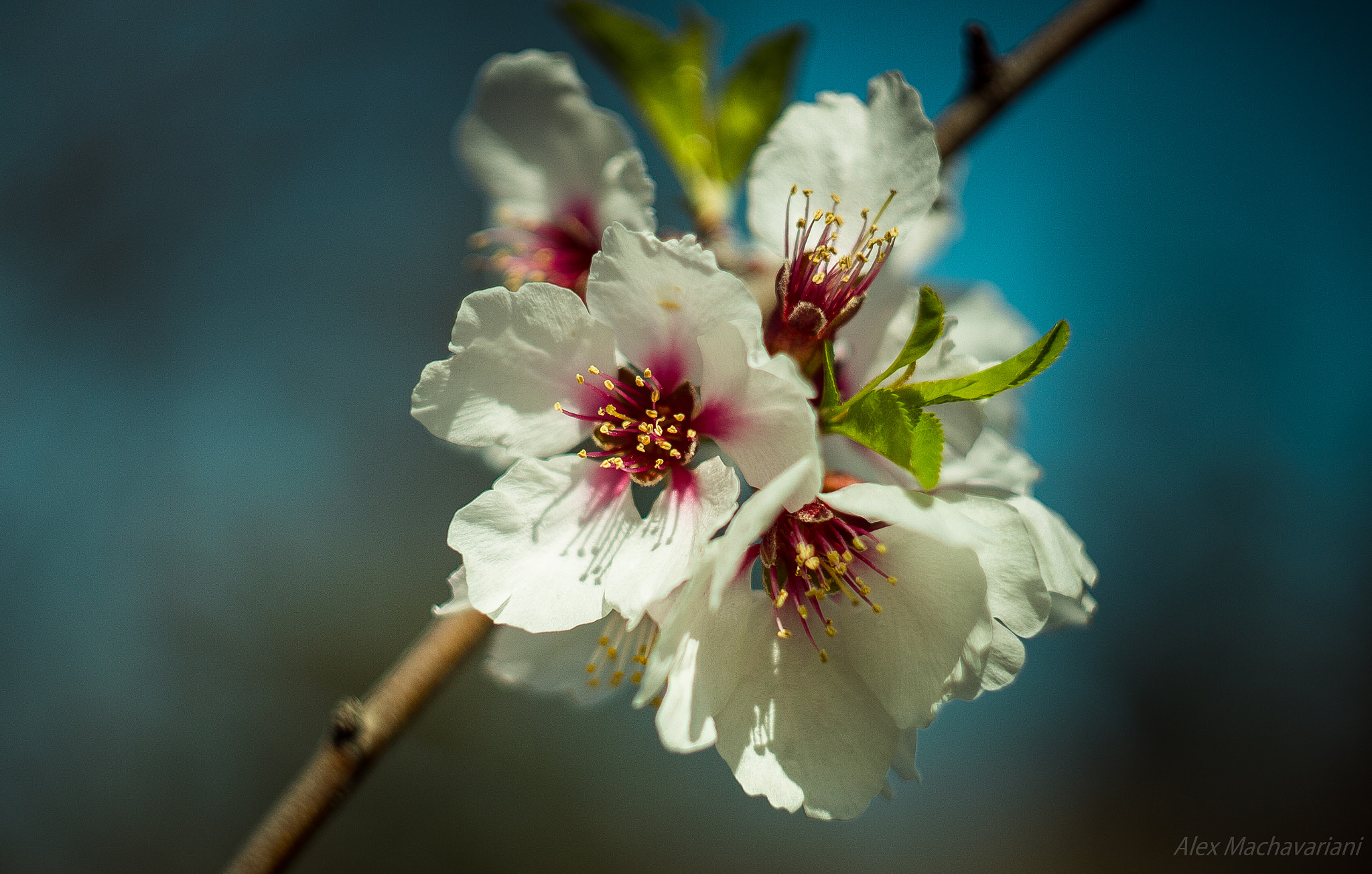 Canon EF 35-80mm f/4-5.6 sample photo. Spring photography