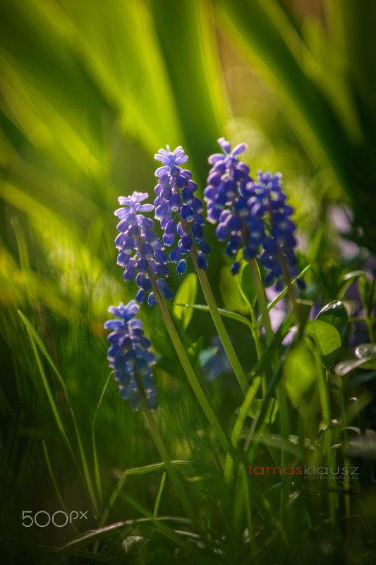 Minolta AF 70-210mm F4 Macro sample photo. Spring photography