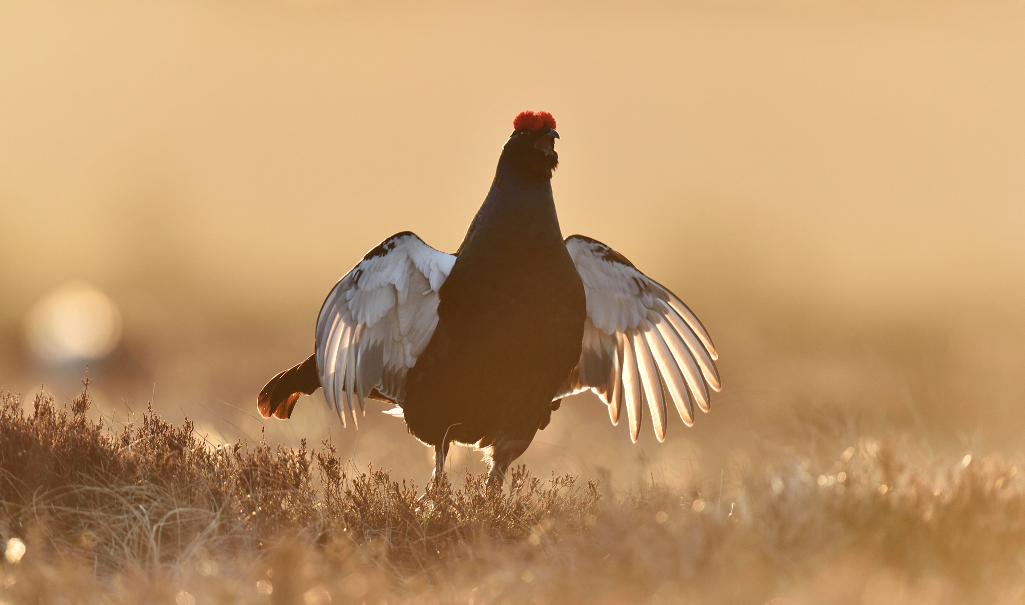 Nikon D4S + Nikon AF-S Nikkor 400mm F2.8G ED VR II sample photo. Black grouse playing at sunrise photography