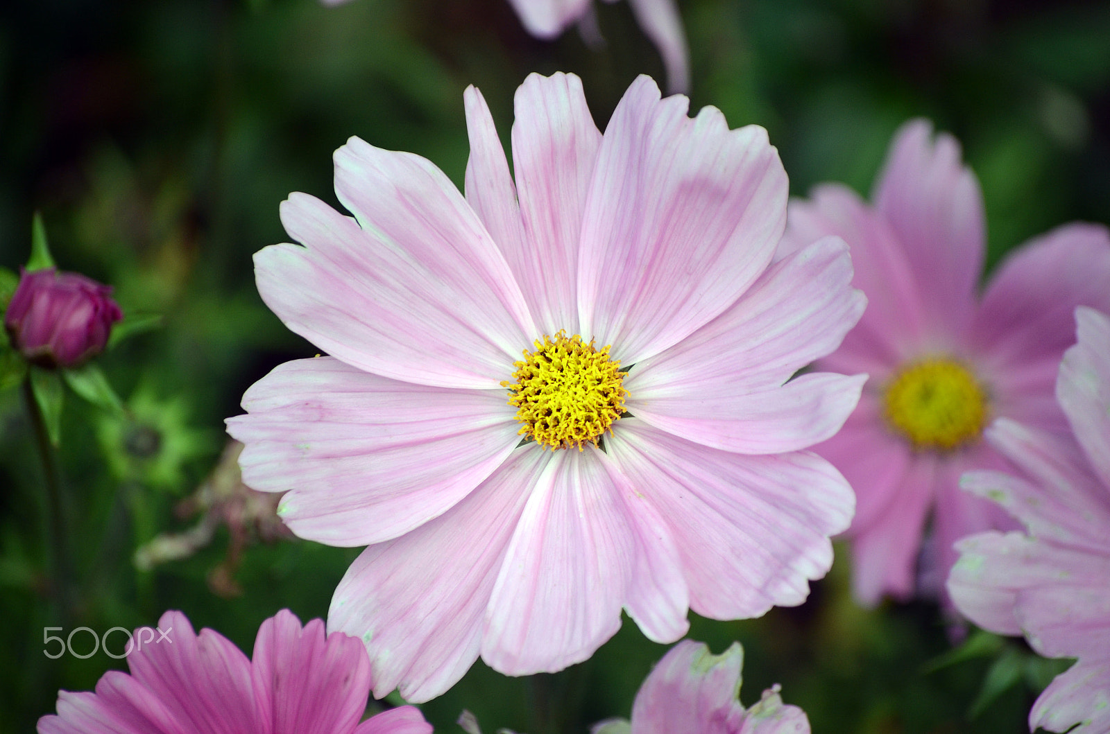 Nikon D5100 + AF Nikkor 50mm f/1.8 N sample photo. Flower by tonnyfroyen.com photography