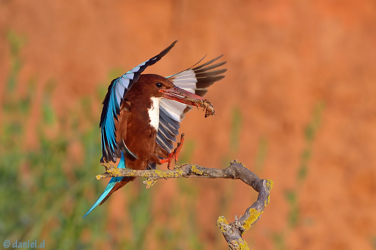 Nikon AF-S Nikkor 500mm F4D ED-IF II sample photo. Kingfisher photography