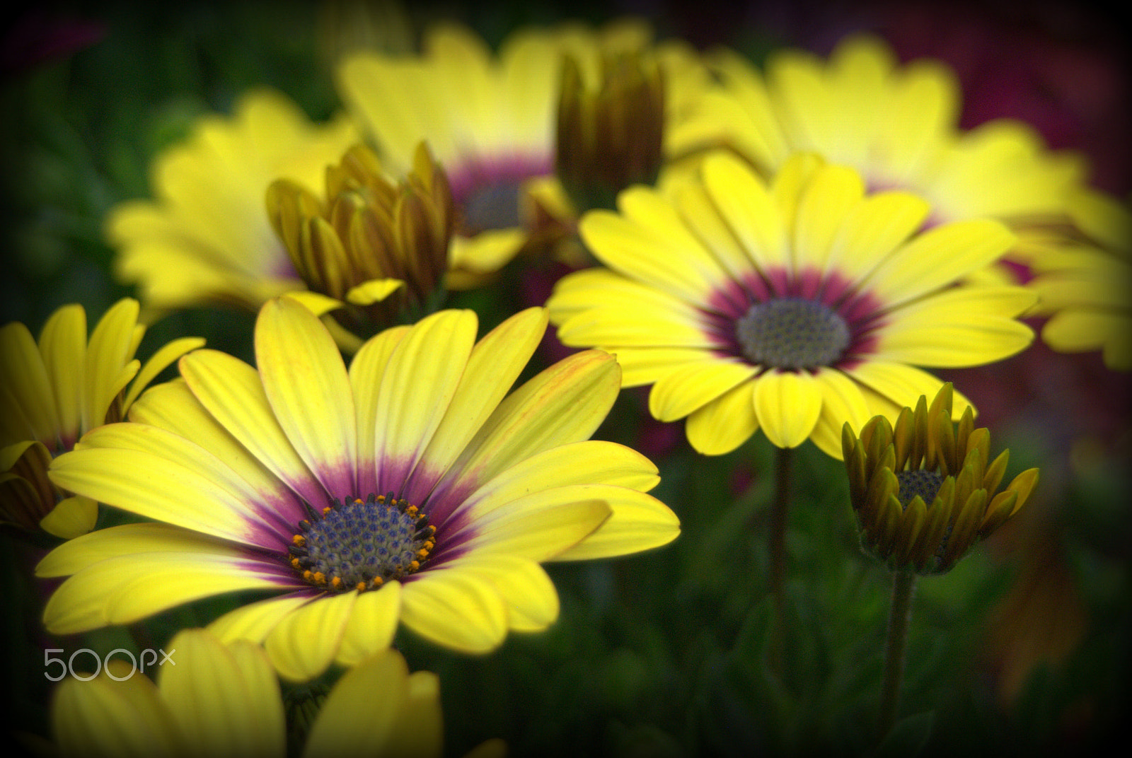 Sigma 28-90mm F3.5-5.6 Macro sample photo. Yellow african daisies photography