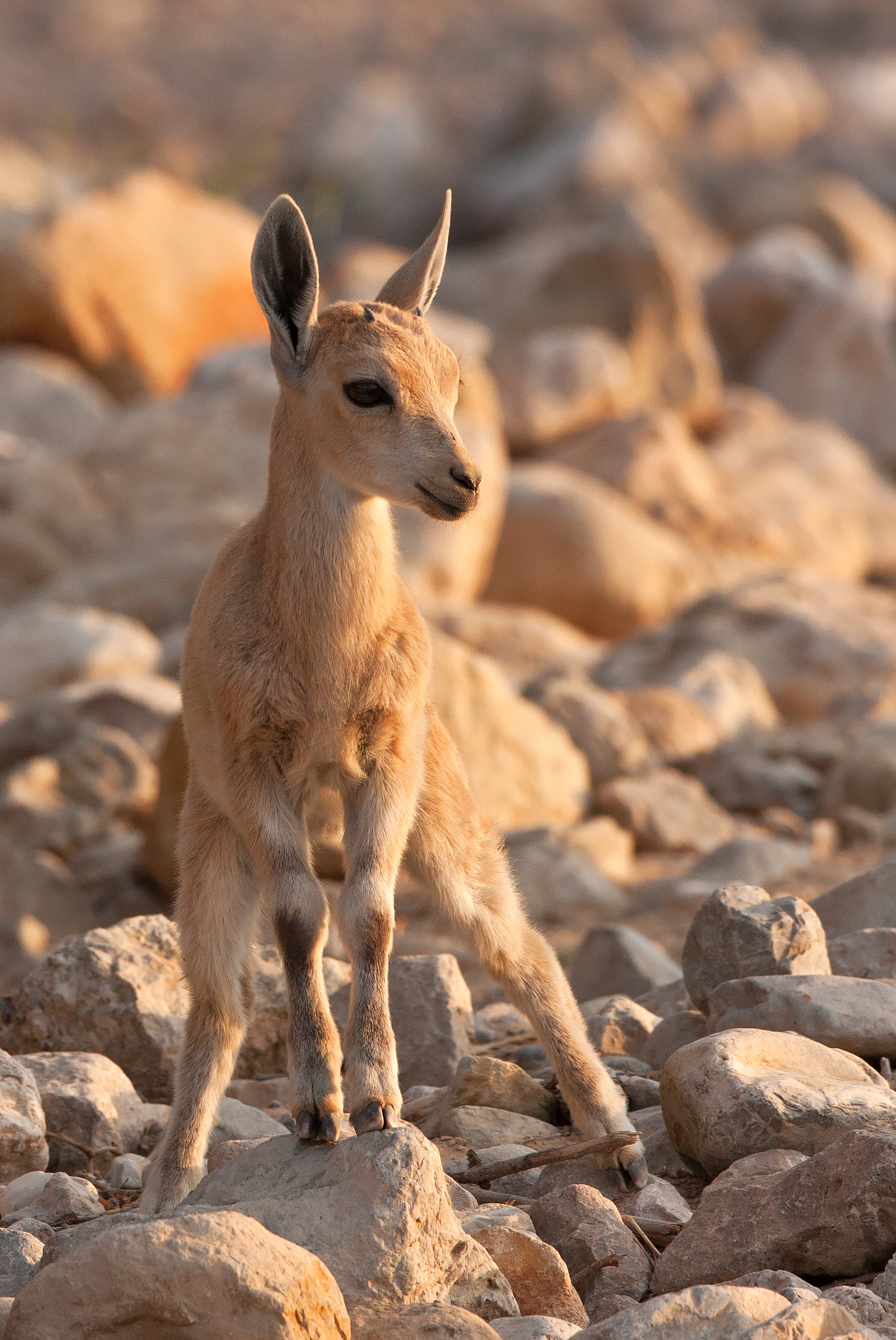 Canon EOS 40D + Canon EF 500mm F4L IS USM sample photo. Nubian ibex photography