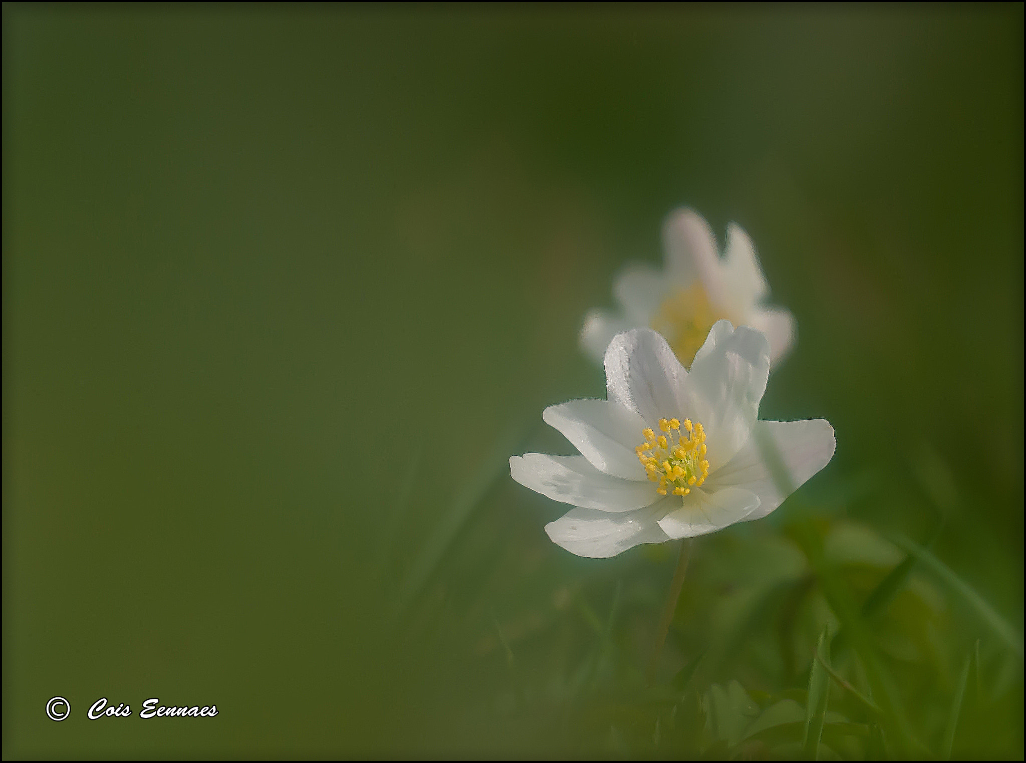 Nikon D300 + Sigma 50-150mm F2.8 EX APO DC OS HSM sample photo. Bosanemoon photography