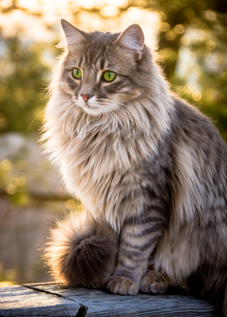 Cat on railing by Susie Blauser on 500px.com