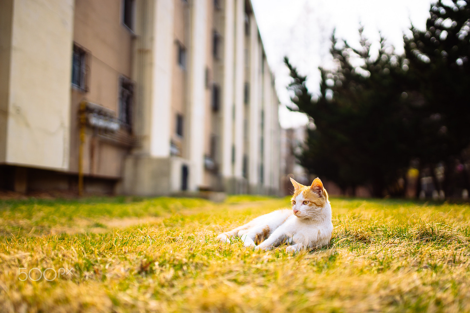 Sony a7 II + Sigma 35mm F1.4 DG HSM Art sample photo. A cat on the sunny side photography