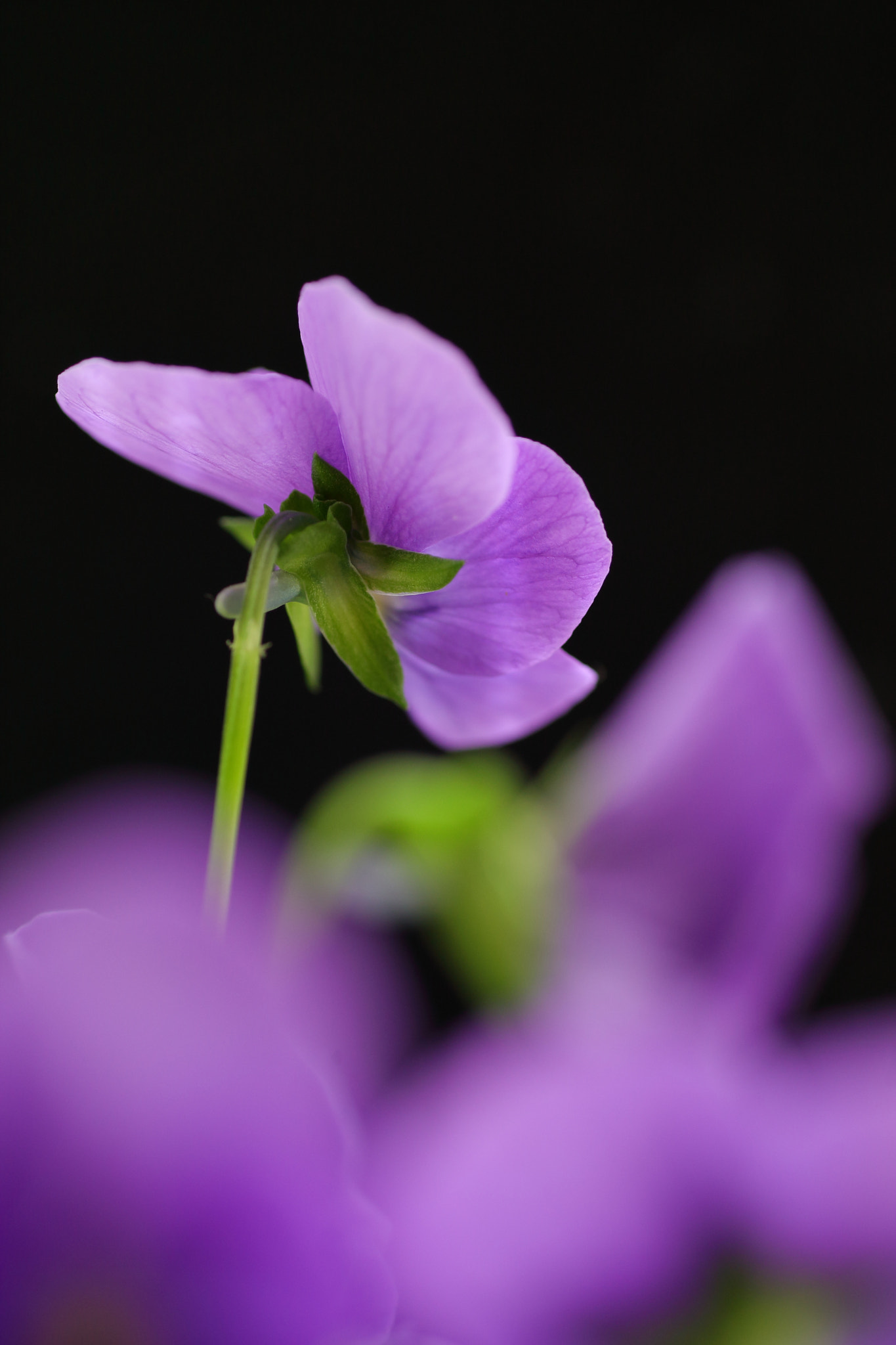 Canon EOS-1D Mark III + Tamron SP AF 90mm F2.8 Di Macro sample photo. Back style photography