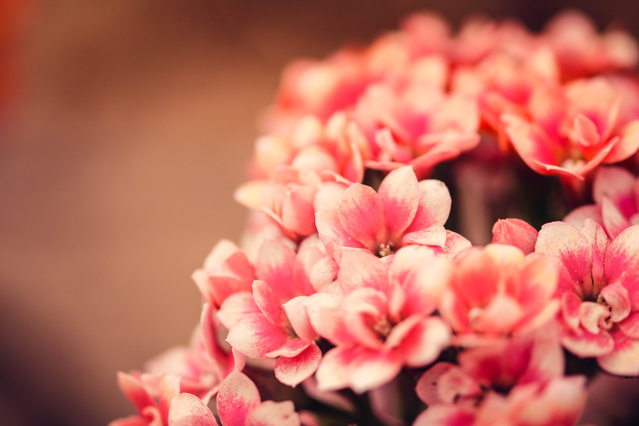 Sigma 105mm F2.8 EX DG OS HSM sample photo. Miss beauty photography