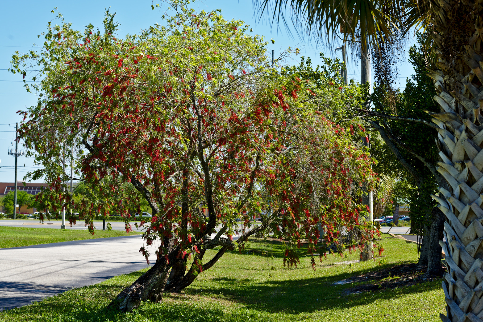 ZEISS Otus 85mm F1.4 sample photo. Bottle brush tree i or callistemon photography